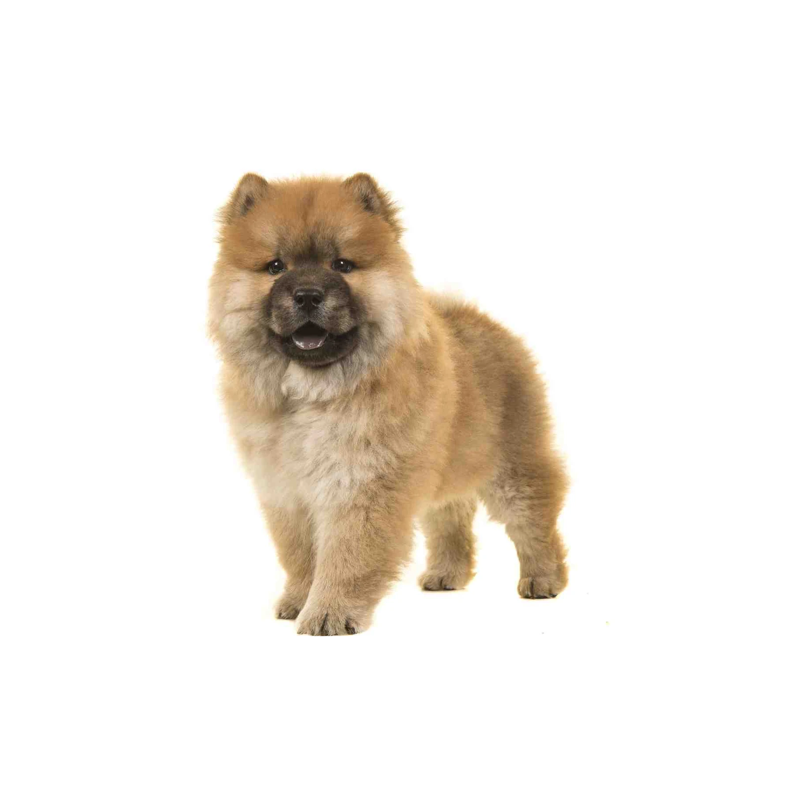 Fluffy Golden Chow Chow Puppy Art Wall Art