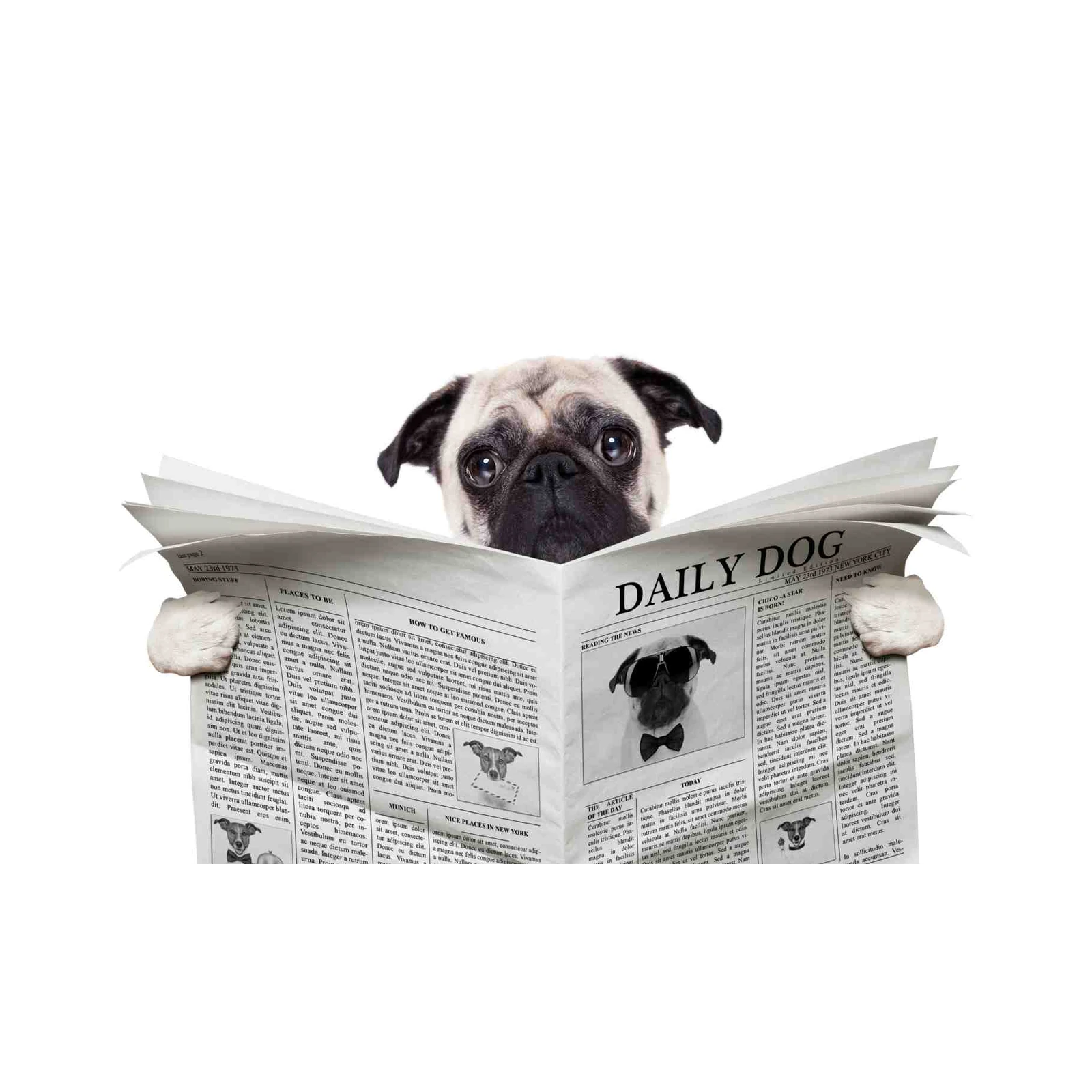 Chic Pug Reading Newspaper Wall Art