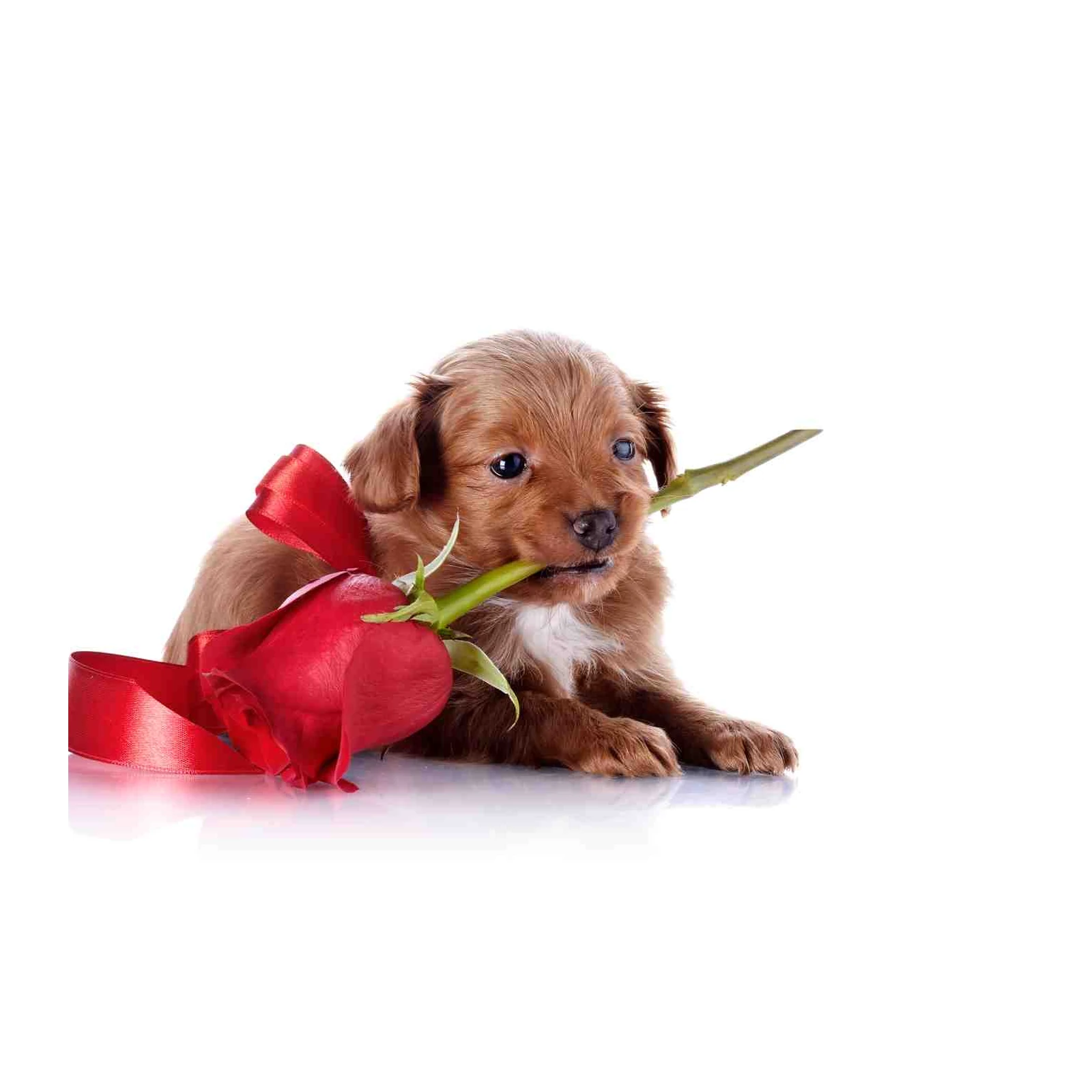 Adorable Puppy with Rose Wall Art