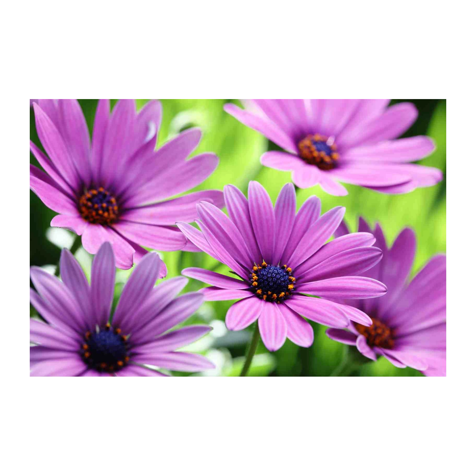 Vibrant Purple Daisy Garden Wall Art