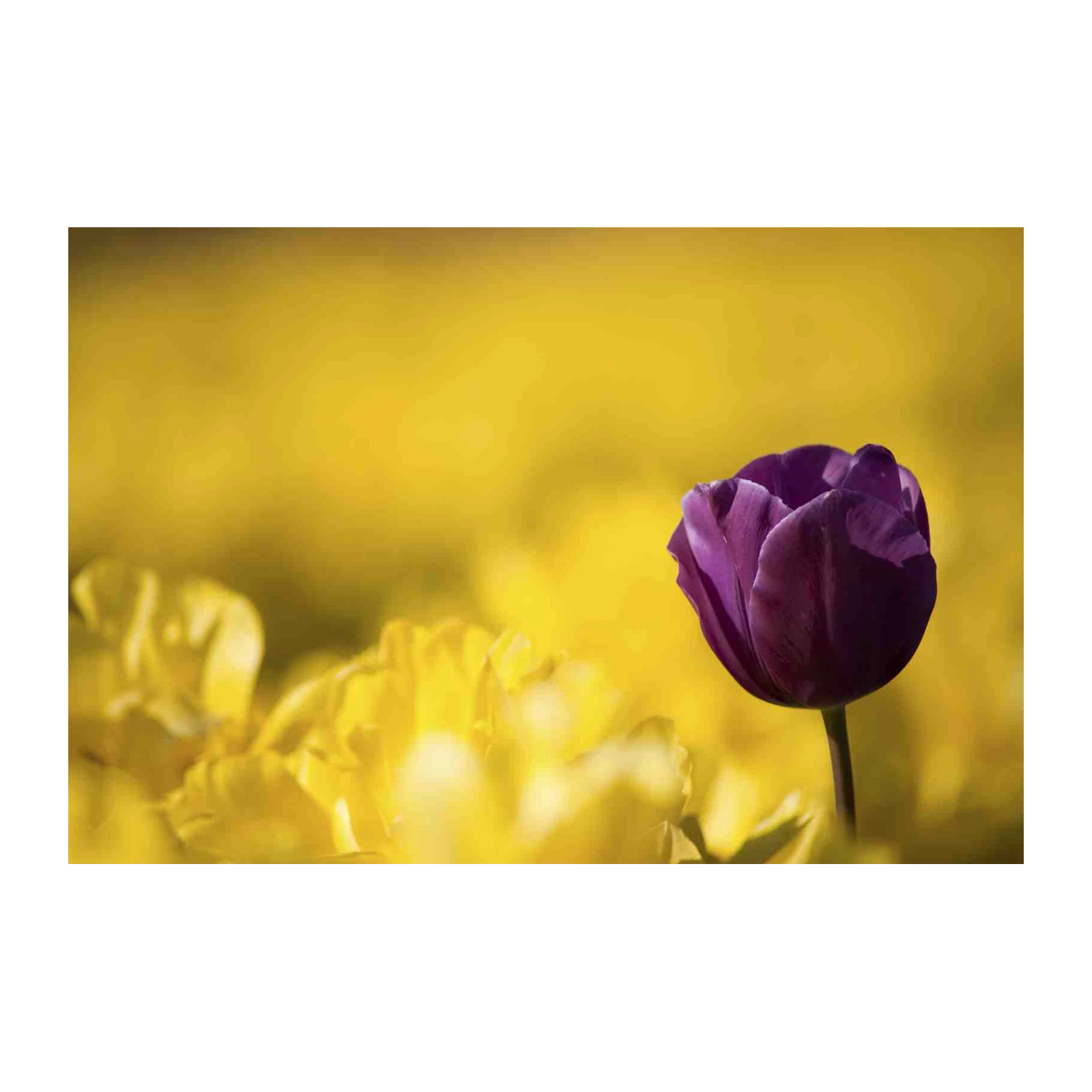 Deep Purple Tulip & Yellow Bloom Wall Art