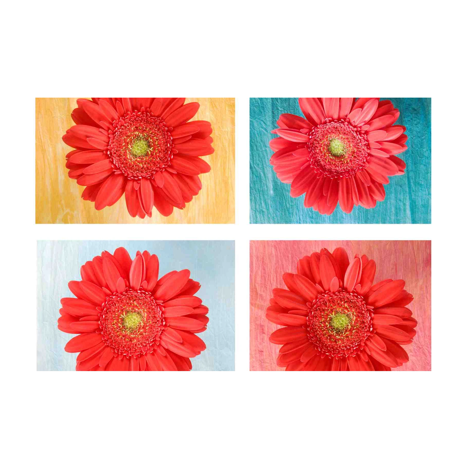 Vibrant Gerbera Daisy Collection Wall Art
