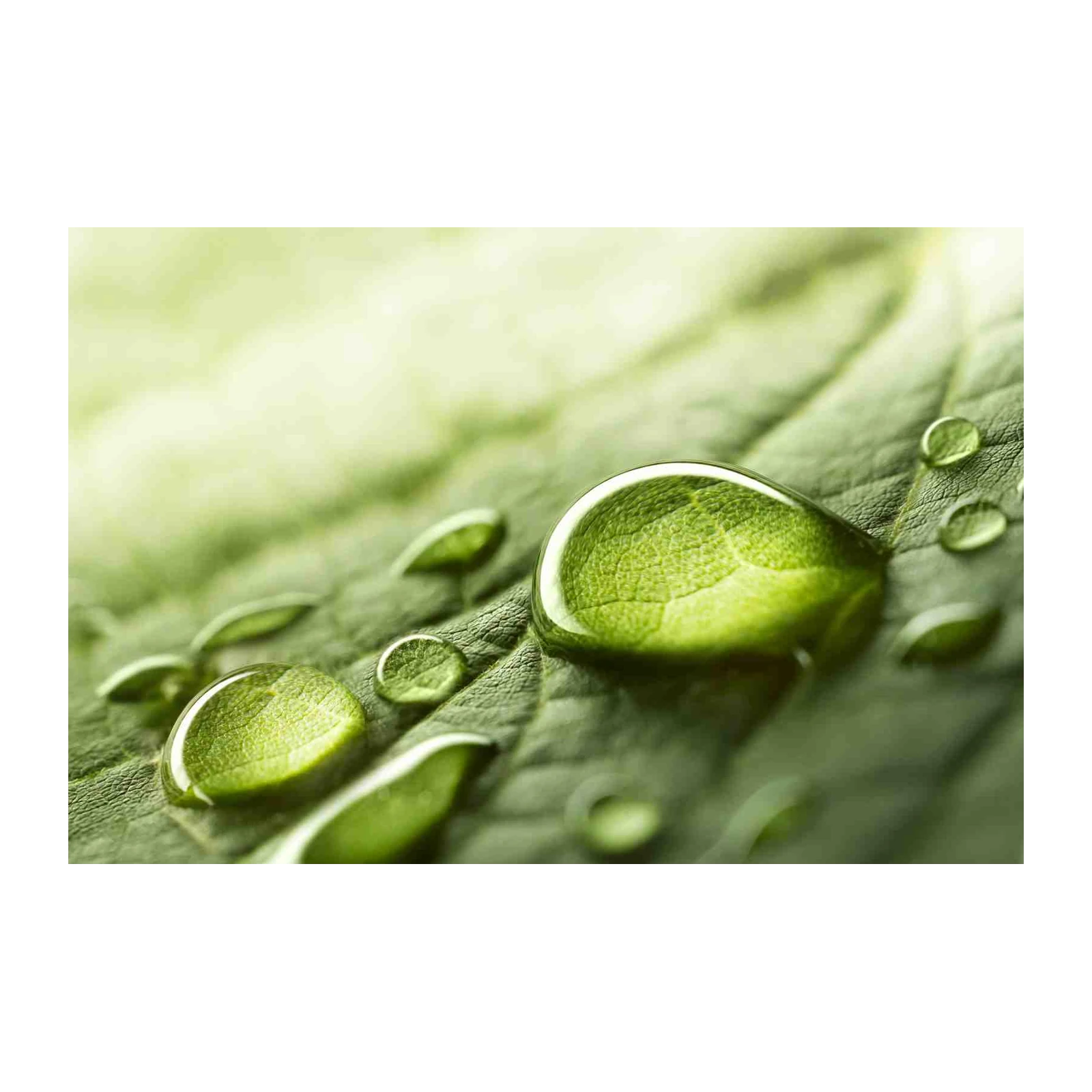 Lush Water Drops Leaf Macro Wall Art
