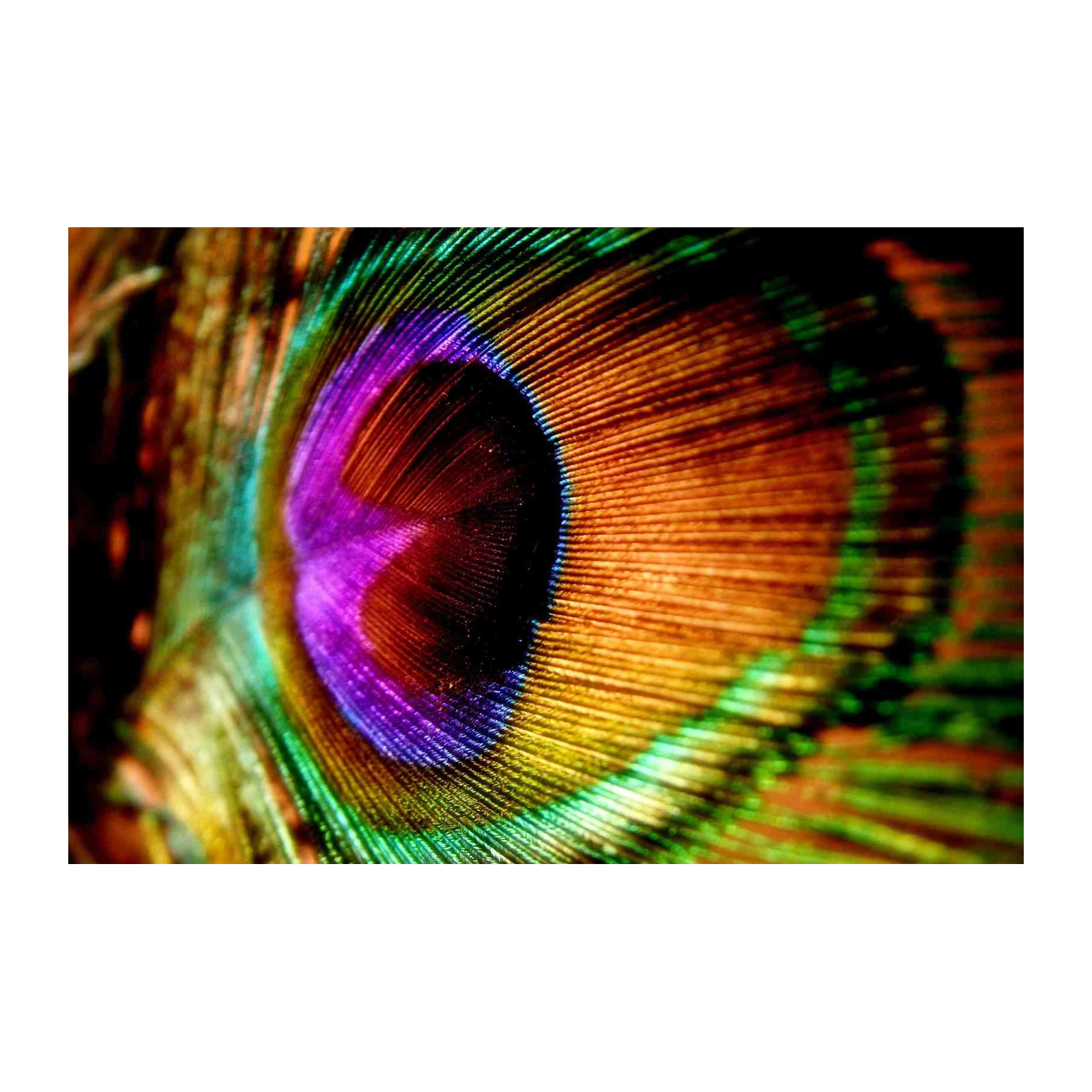 Vibrant Peacock Feather Macro Wall Art