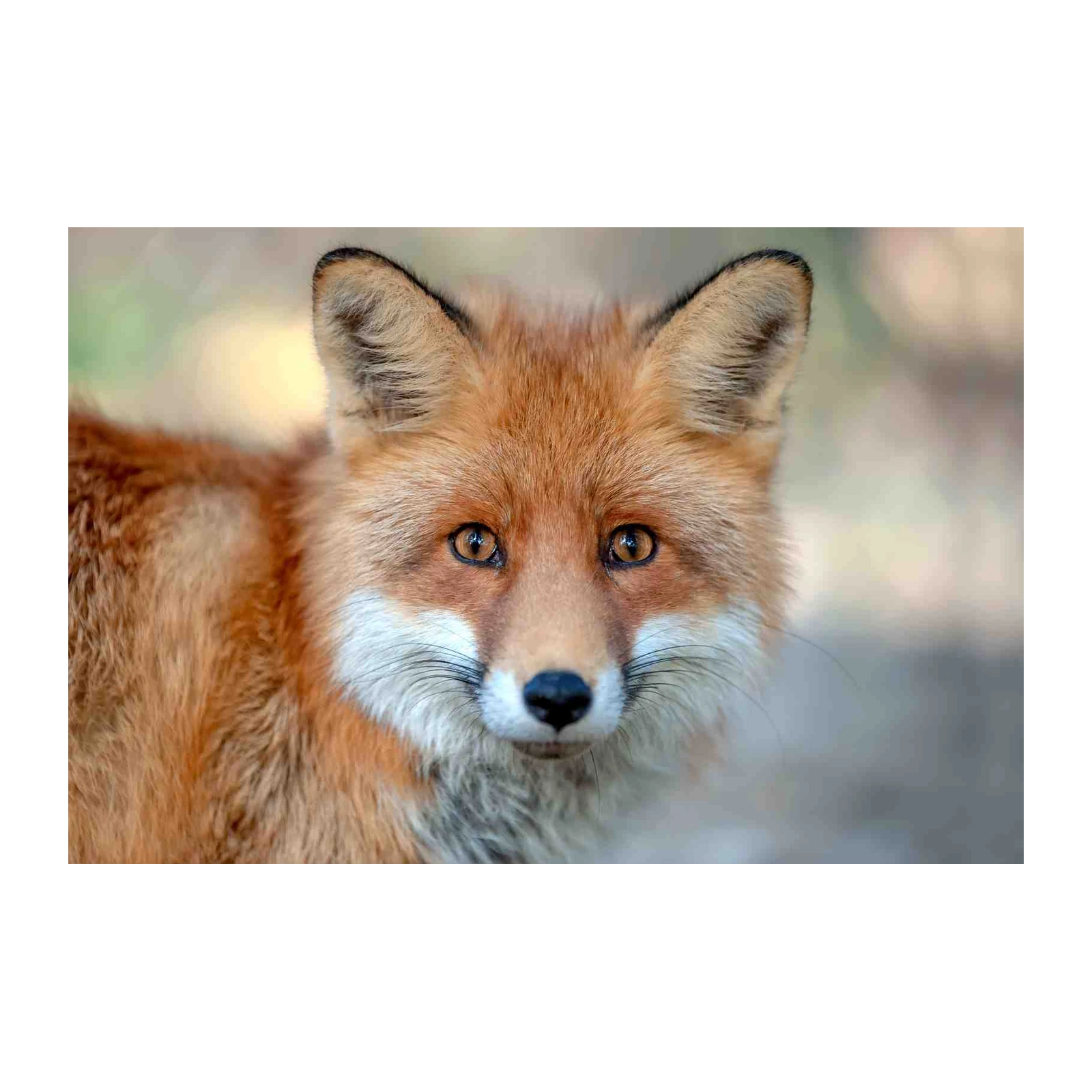 Intense Red Fox Portrait Wall Art