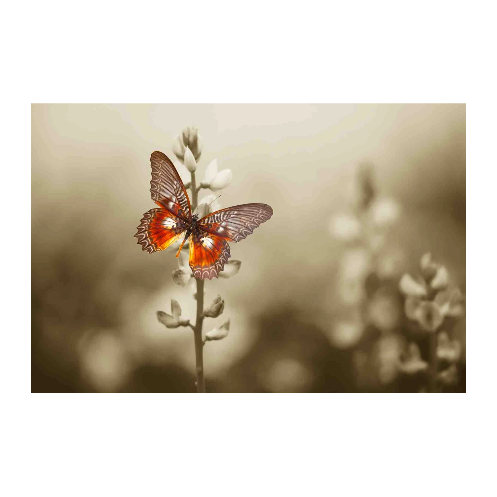 Vibrant Butterfly Nature Wall Art
