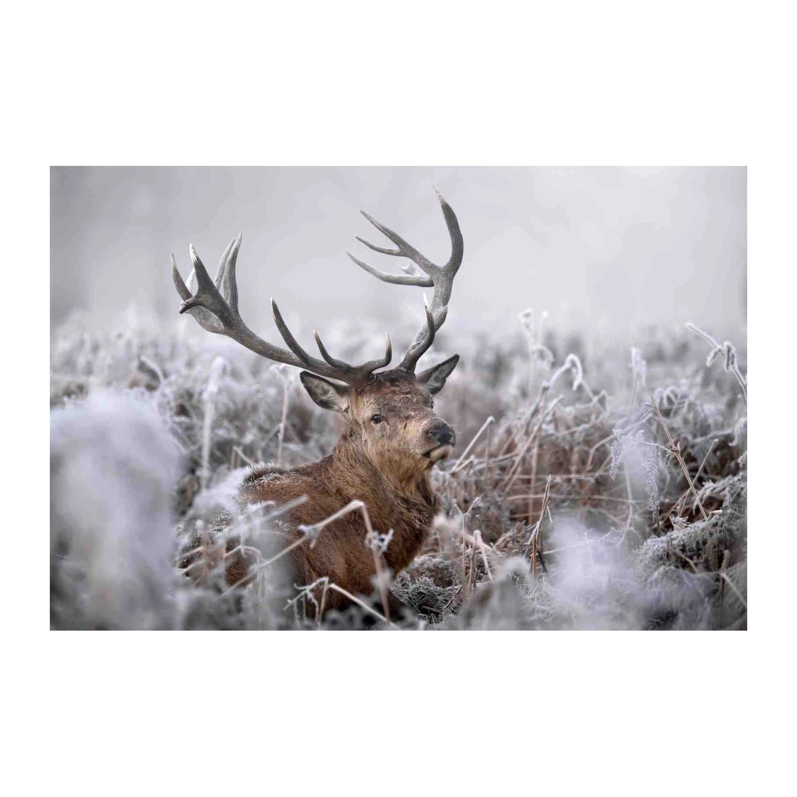 Majestic Stag in Frosty Landscape Wall Art