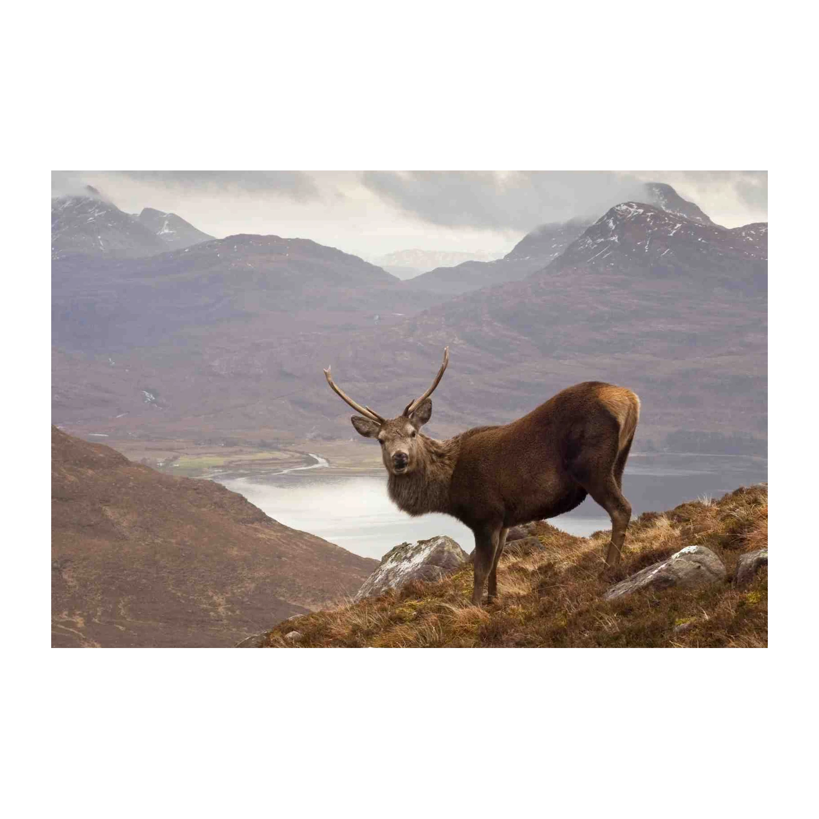 Majestic Stag Highland Landscape Wall Art