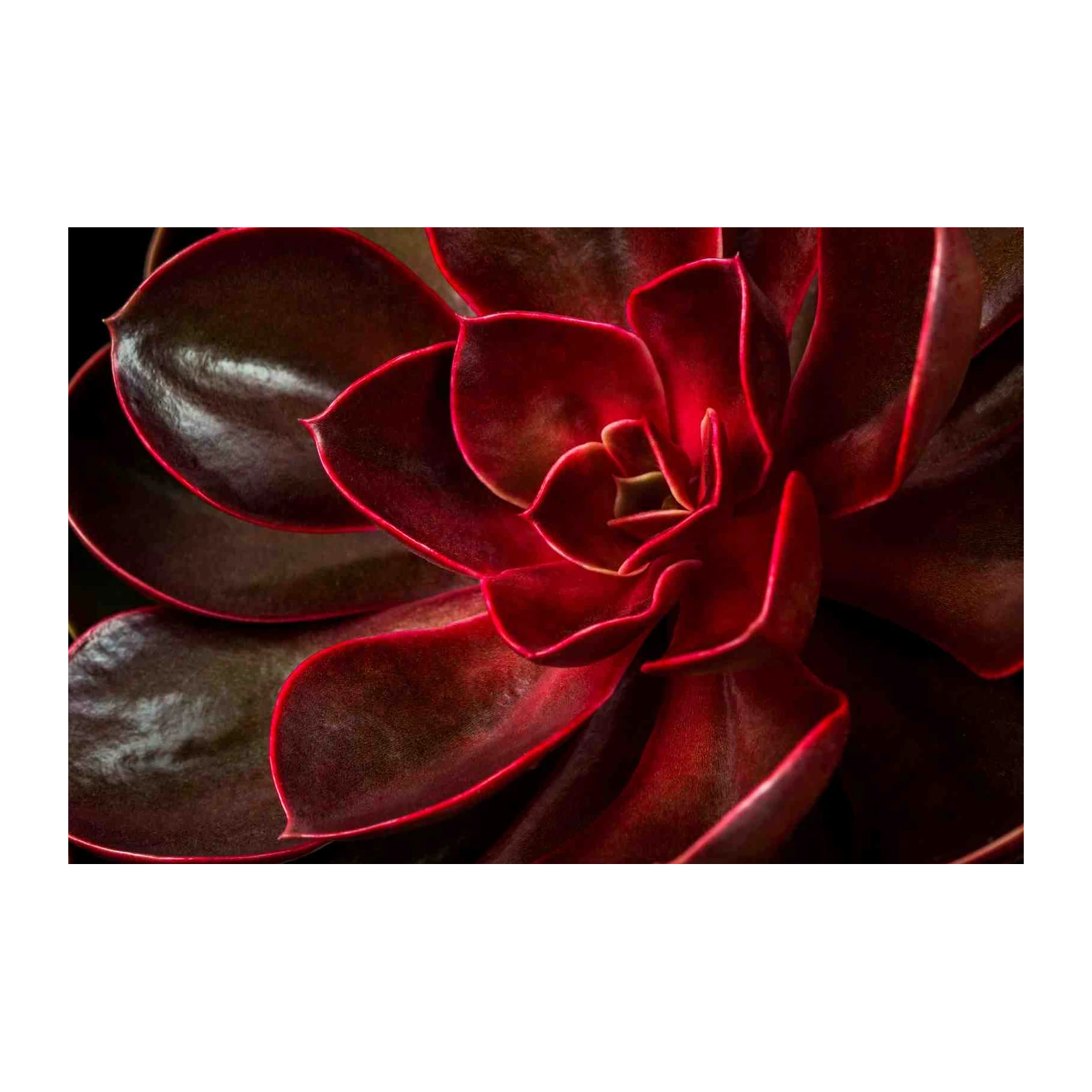 Deep Red Succulent Bloom Wall Art