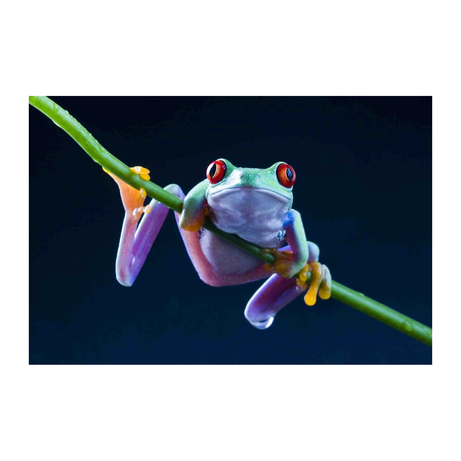 Vibrant Red-Eyed Tree Frog Wall Art