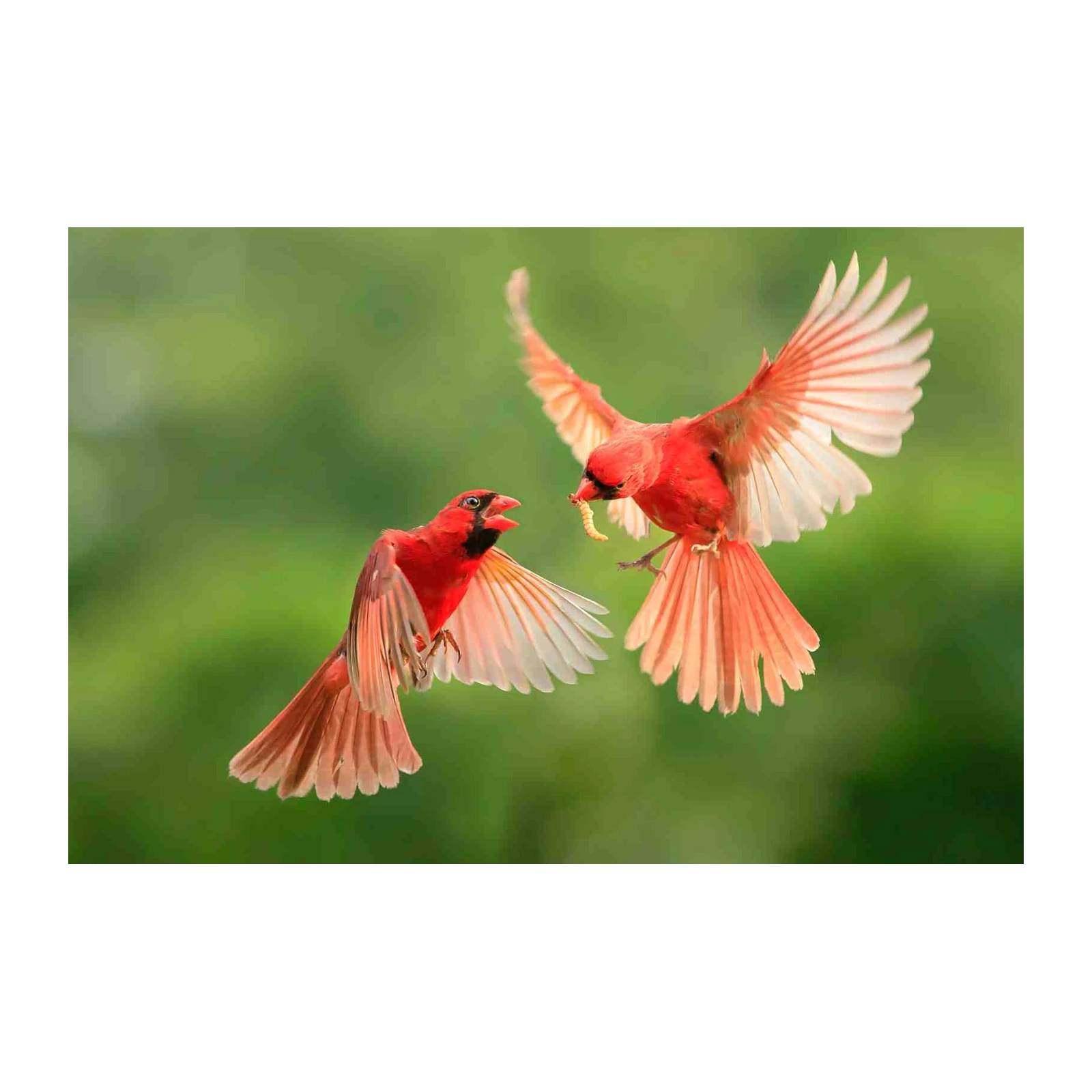Vibrant Cardinal Pair Nature Flight Wall Art