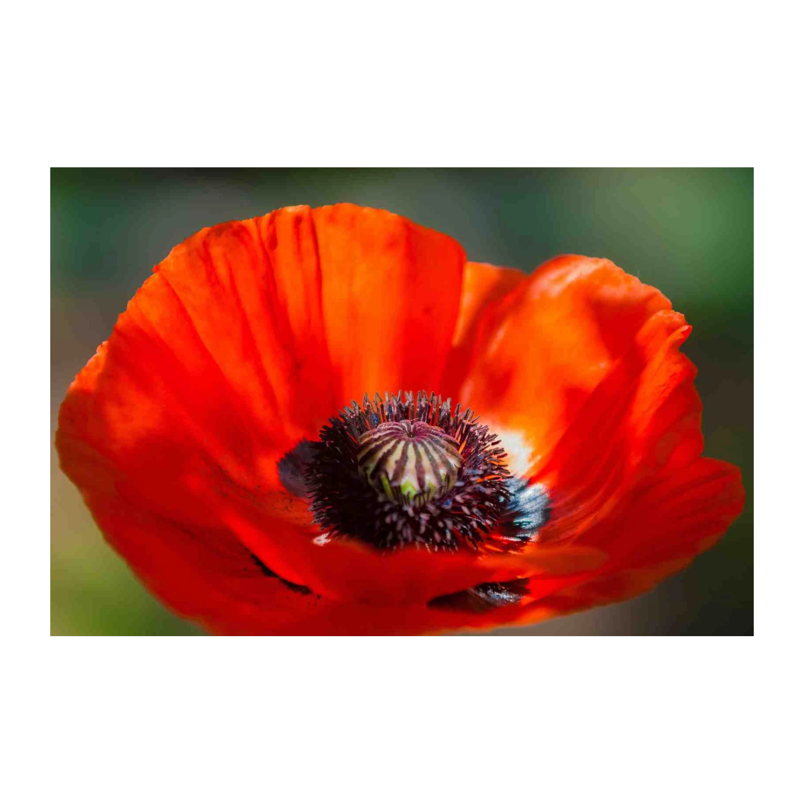 Vibrant Poppy Bloom Close-Up Wall Art