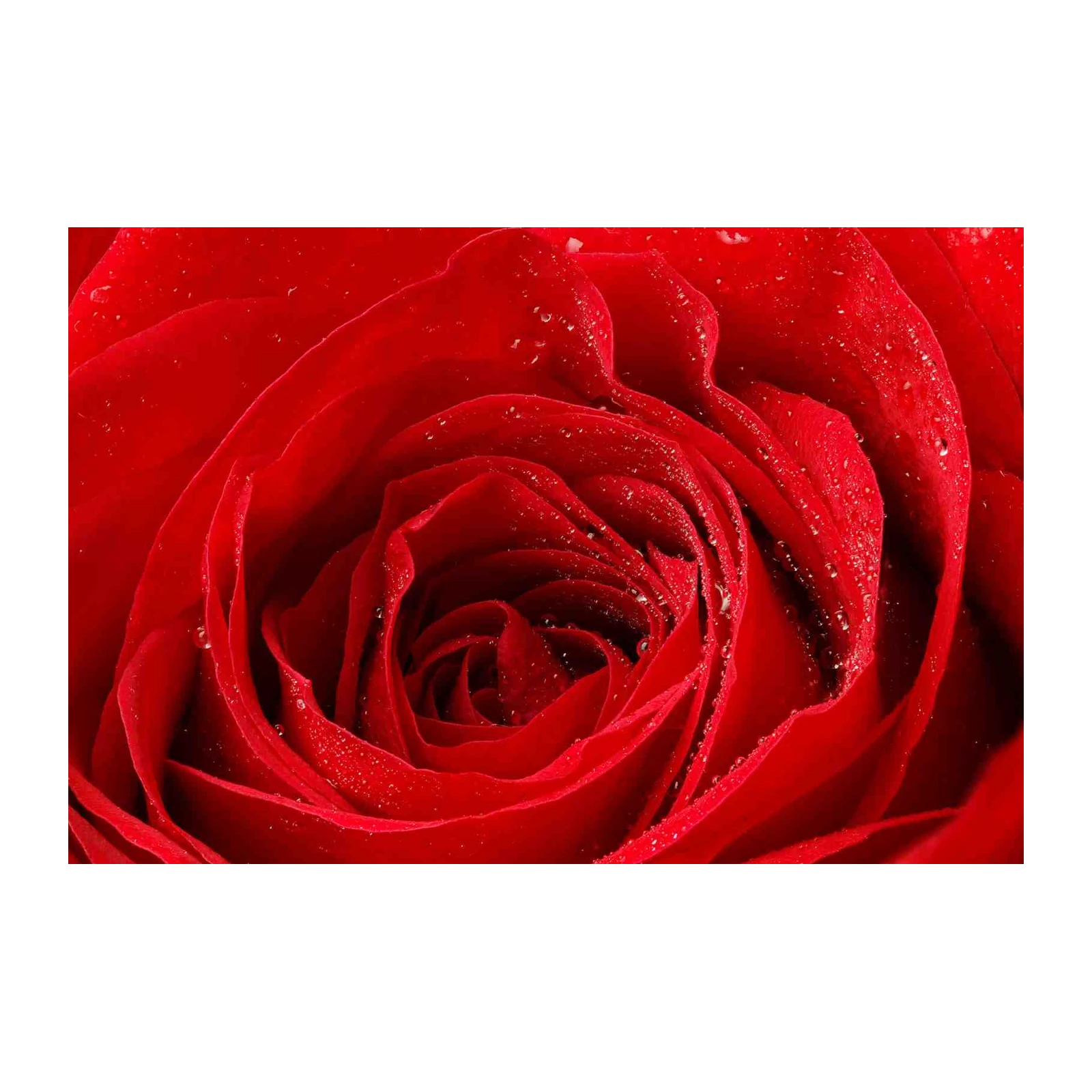 Luxurious Red Rose Dew Drops Wall Art