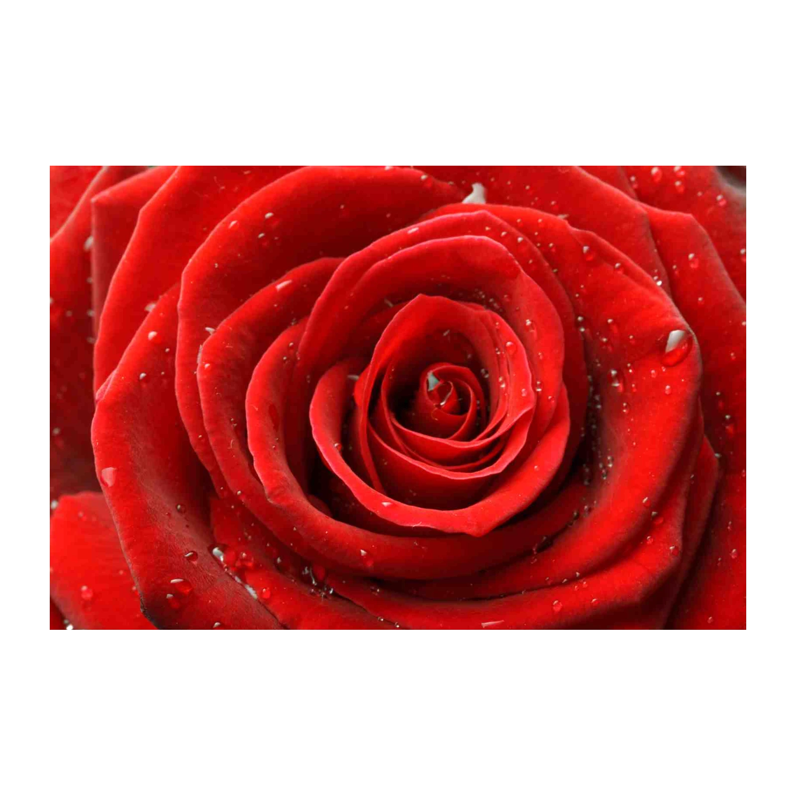 Luxury Red Rose Water Droplet Wall Art