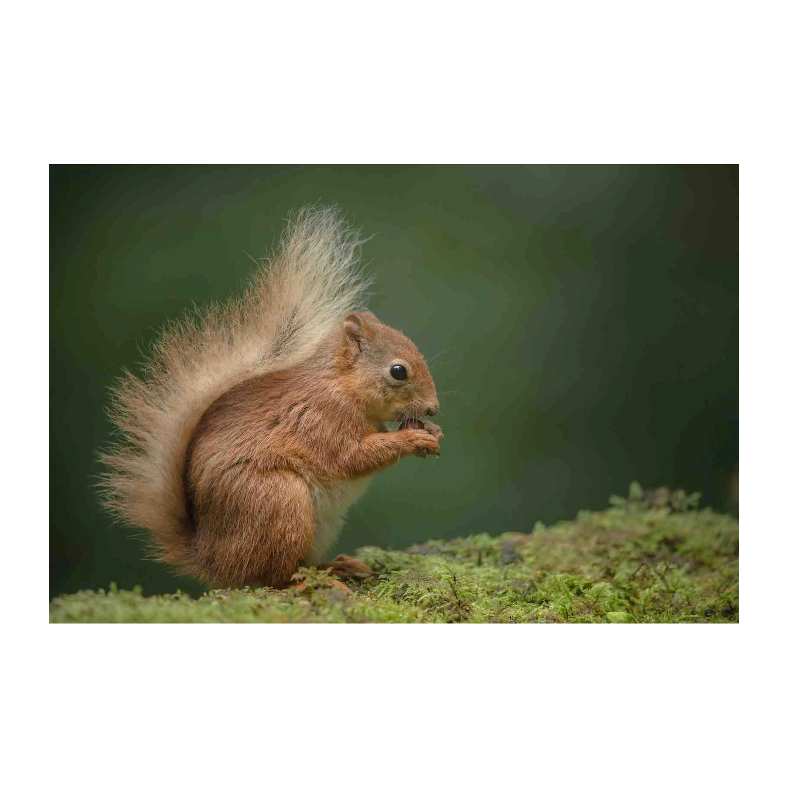 Adorable Red Squirrel Wildlife Art Wall Art
