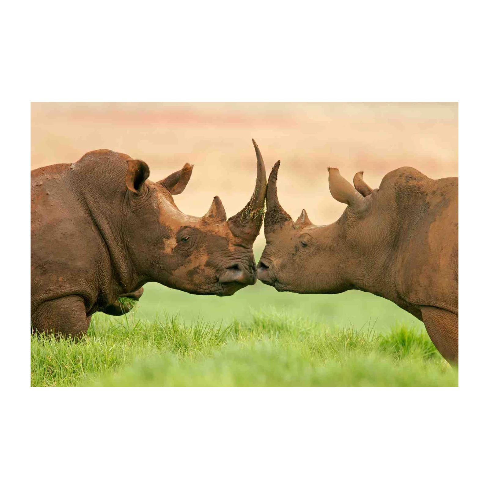 Majestic Rhinos Encounter Wall Art