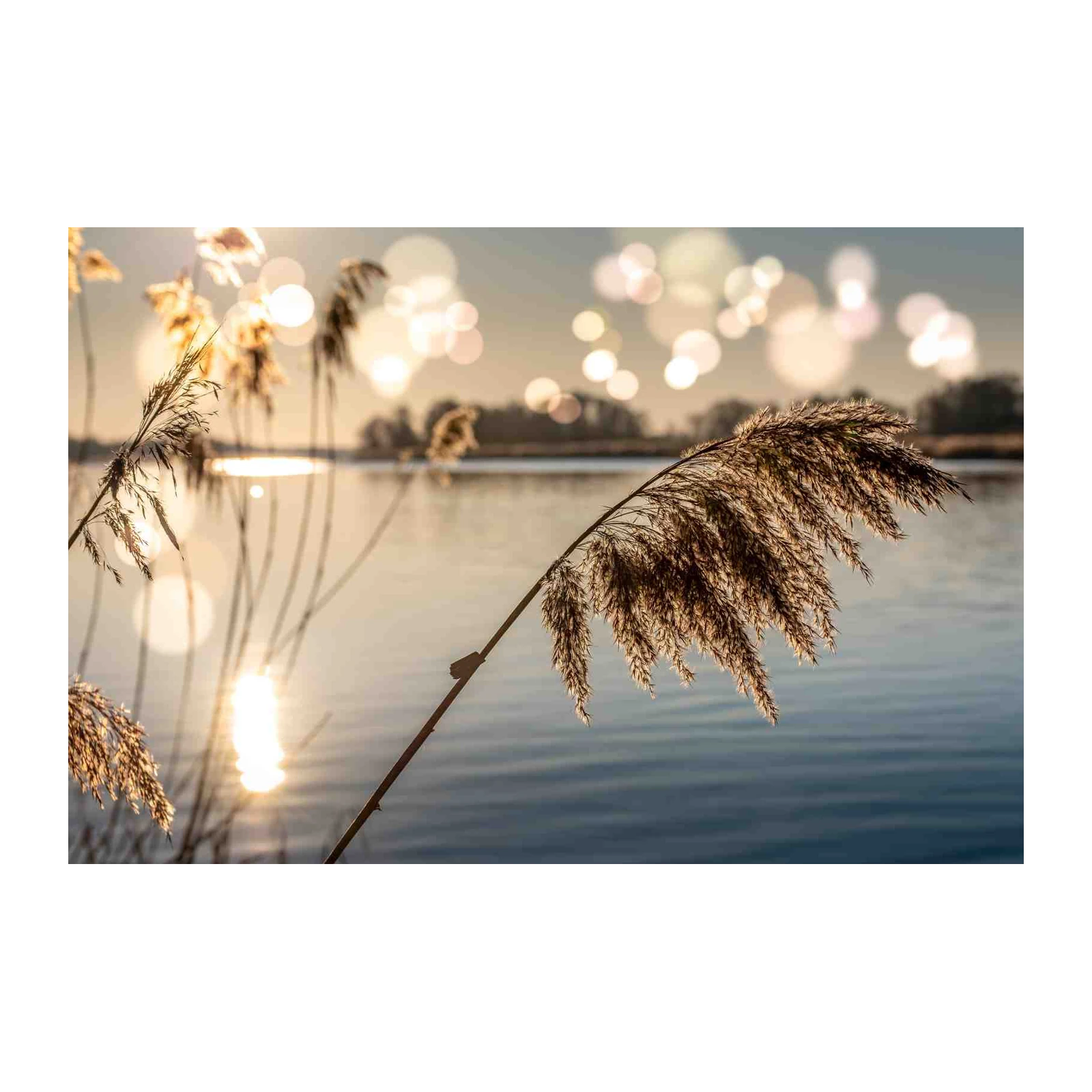Golden Reeds Bokeh Lake Wall Art