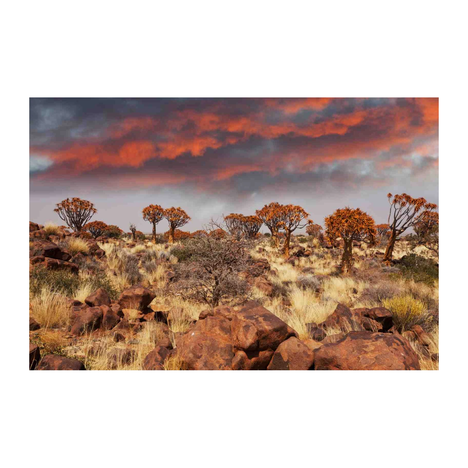 Namibian Desert Sunset Quiver Trees Wall Art