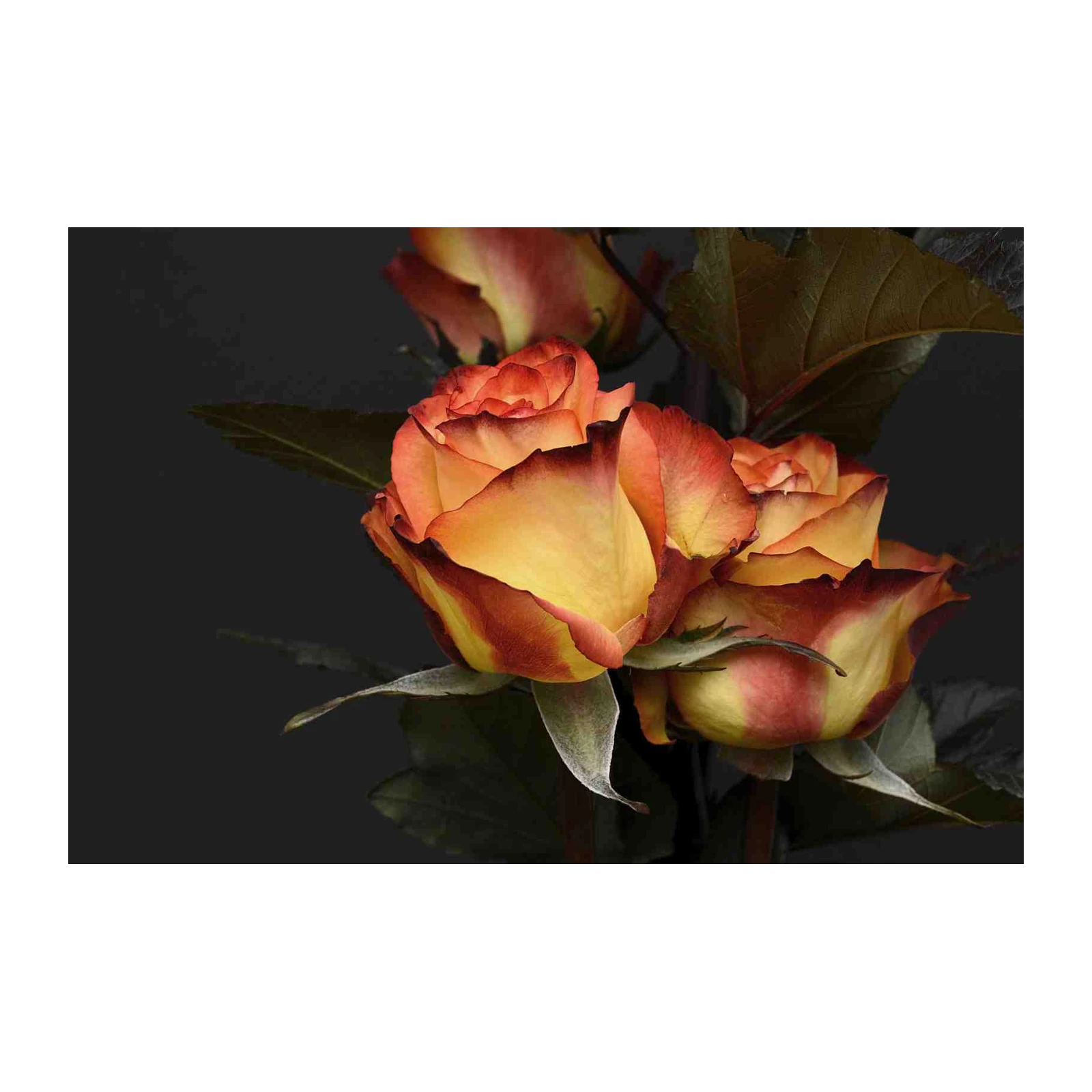 Fiery Sunset Rose Elegance Wall Art