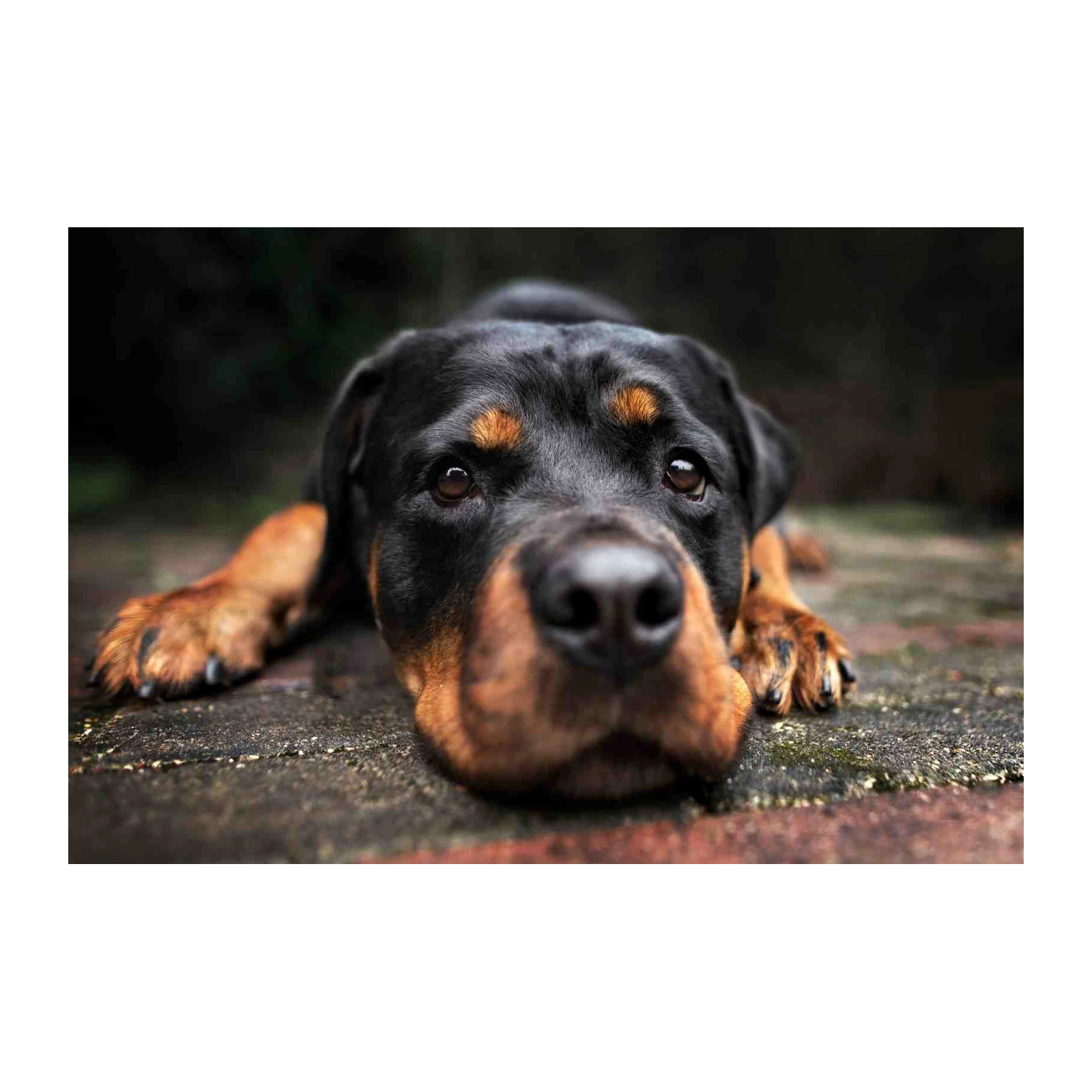 Loyal Rottweiler Portrait Wall Art