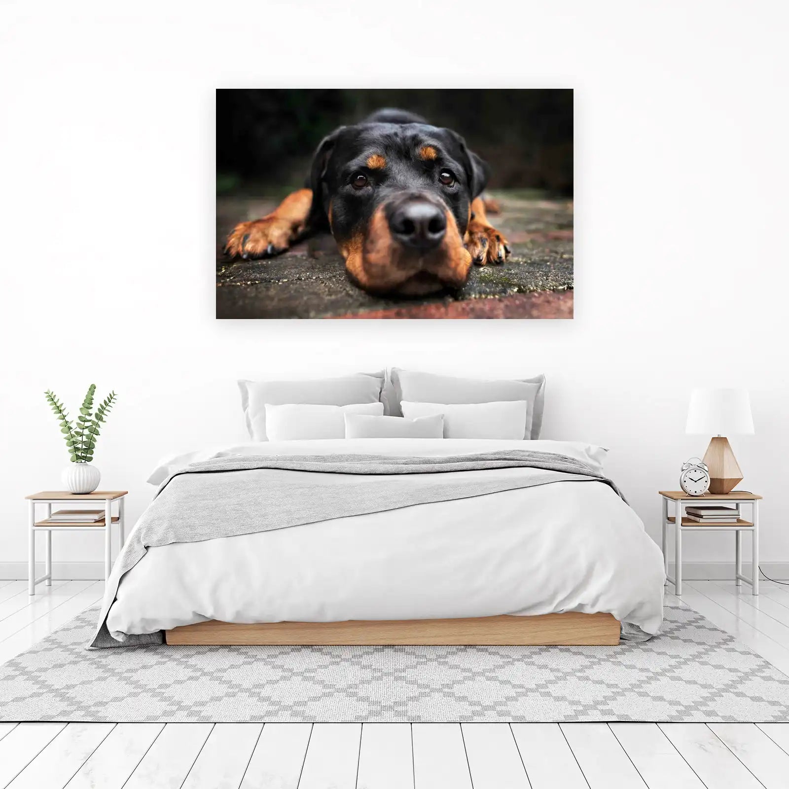 Loyal Rottweiler Portrait Wall Art