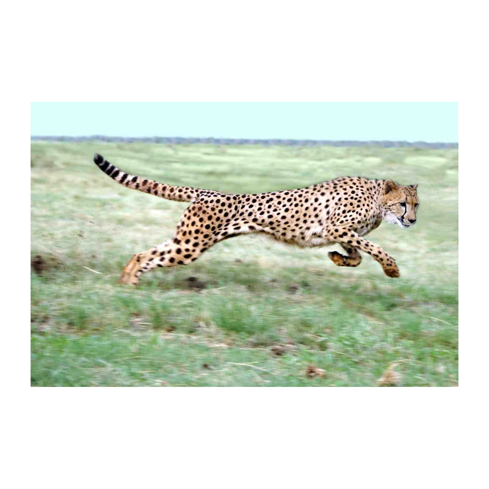 Majestic Cheetah in Motion Wall Art