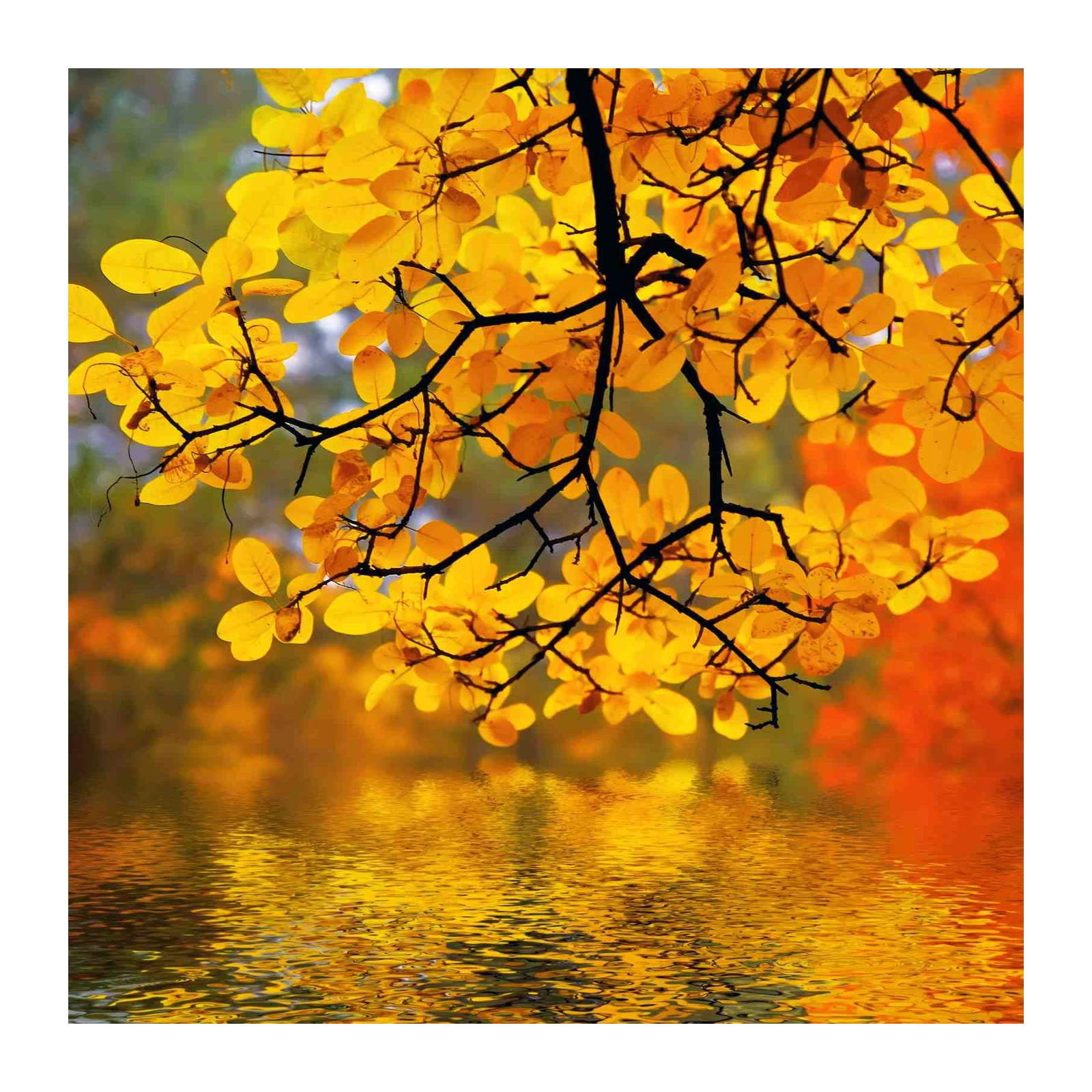 Vibrant Autumn Leaves Reflection Wall Art