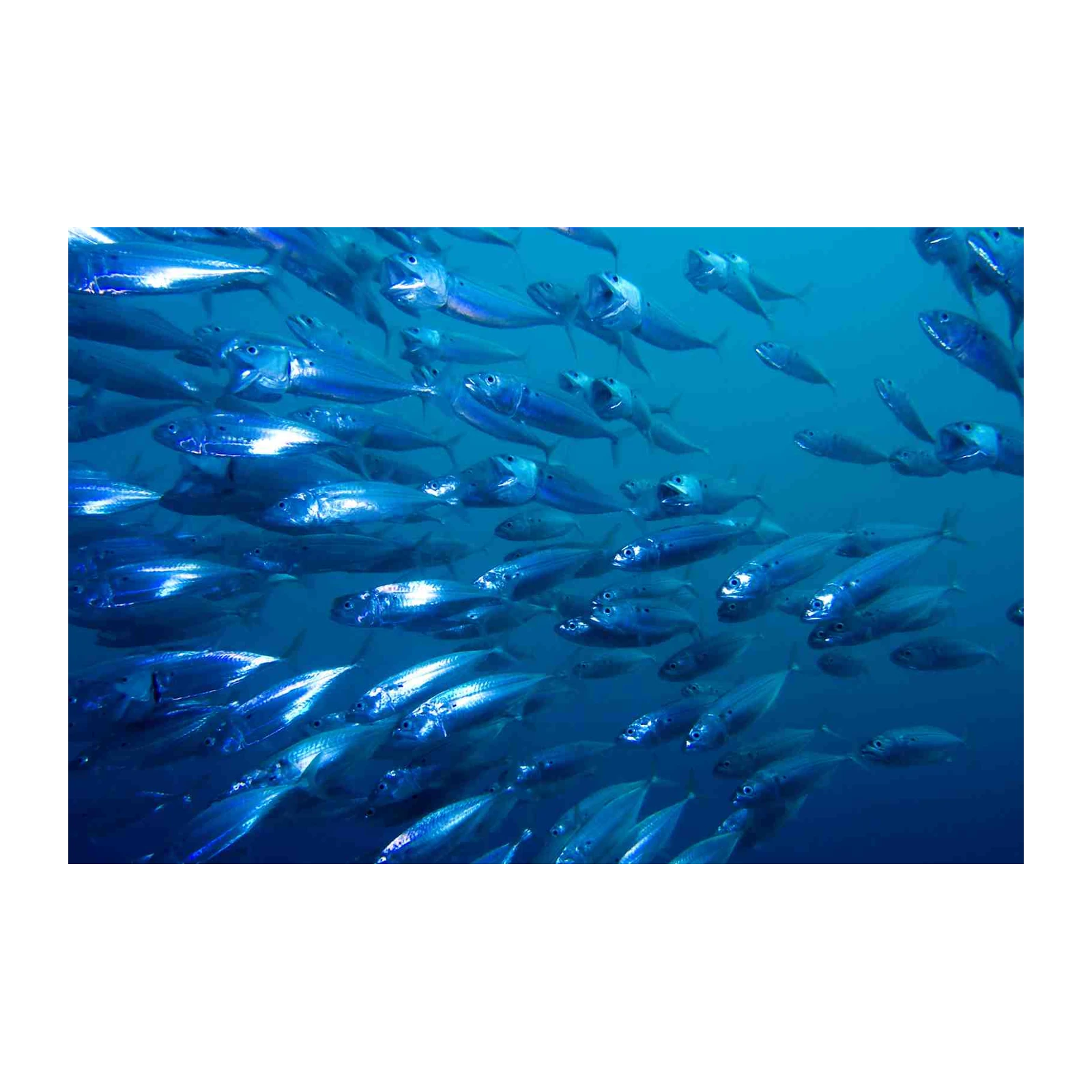 School of Fish Ocean View Wall Art