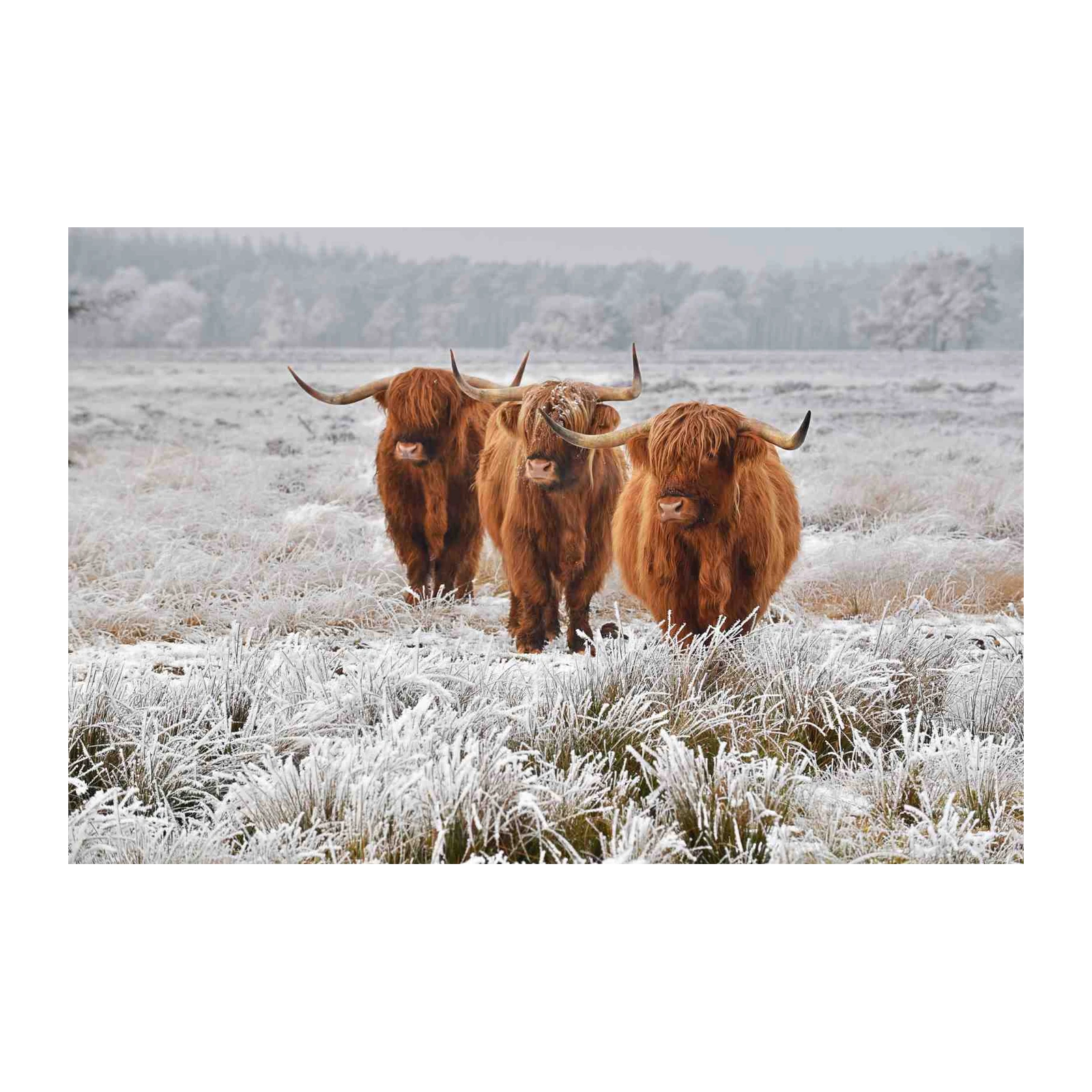 Majestic Highland Cows Winter Scene Wall Art