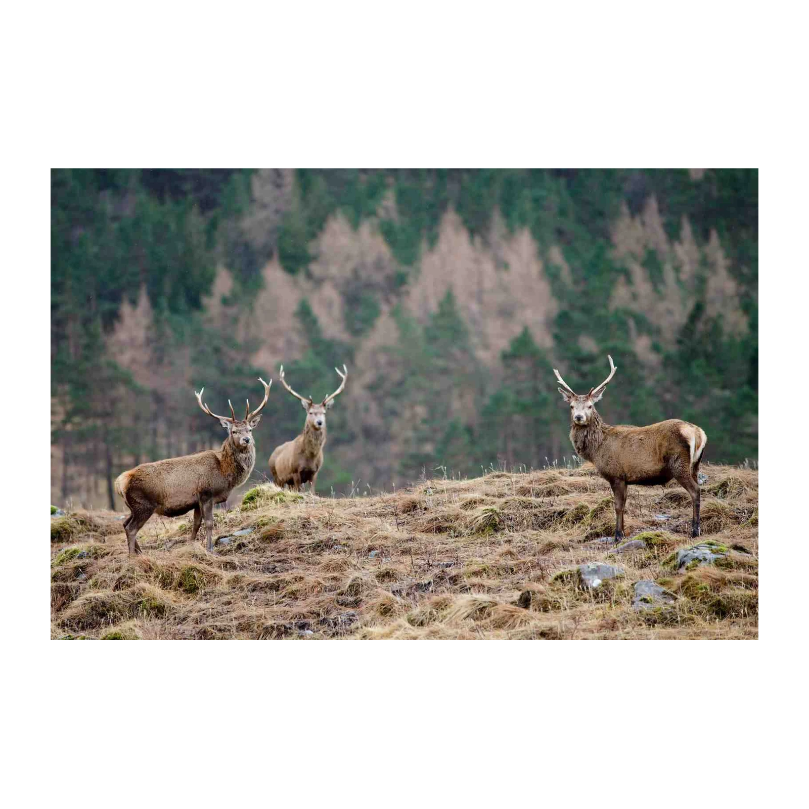 Majestic Deer Herd Wildlife Wall Art