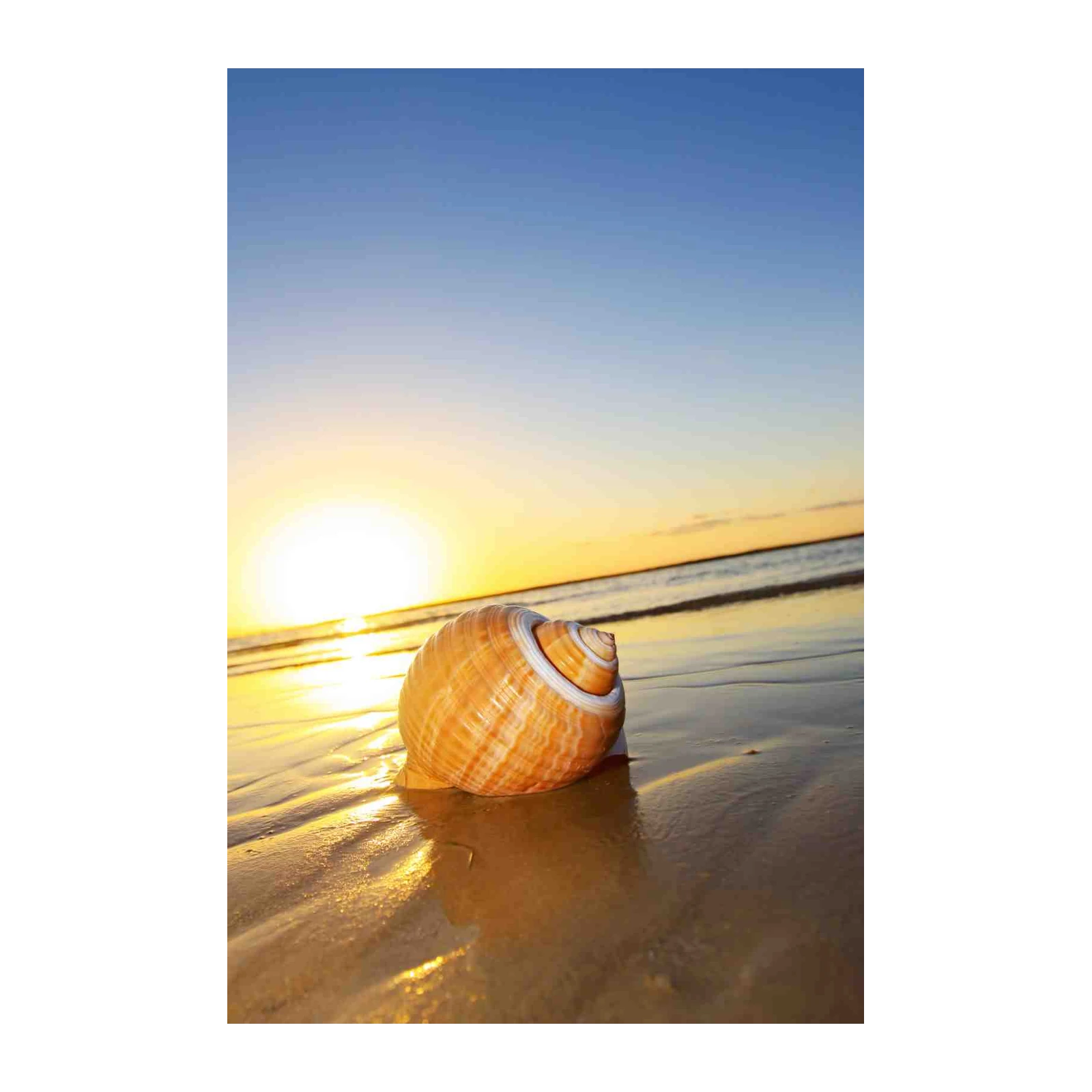 Seashell Sunrise Beach Calm Wall Art