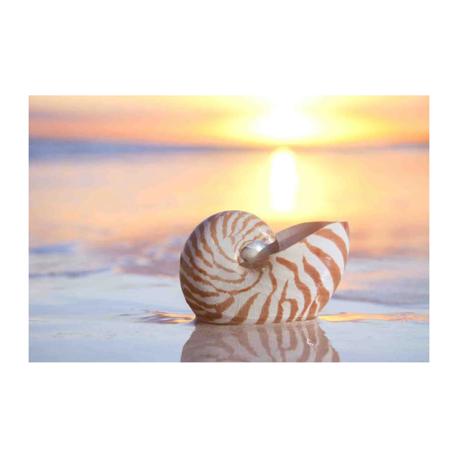 Serene Nautilus Shell Sunset Beach Wall Art