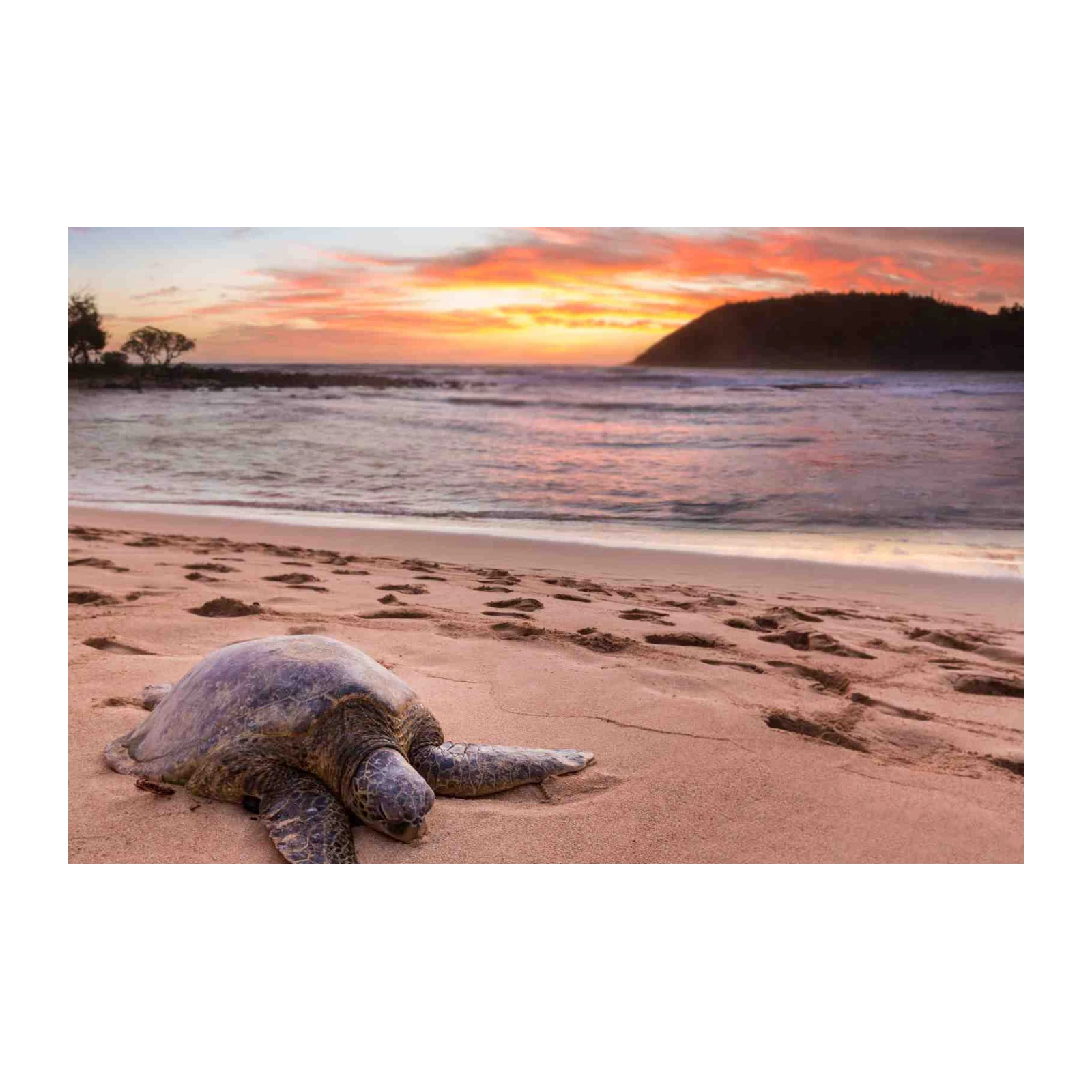 Serene Sunset Turtle Beach Wall Art