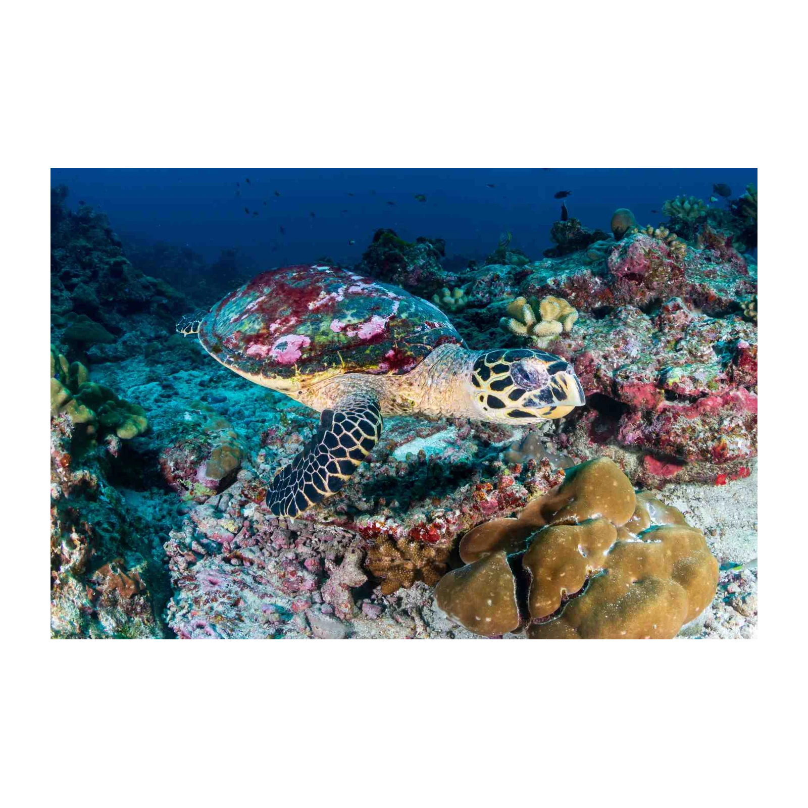 Hawksbill Turtle Coral Reef Wall Art