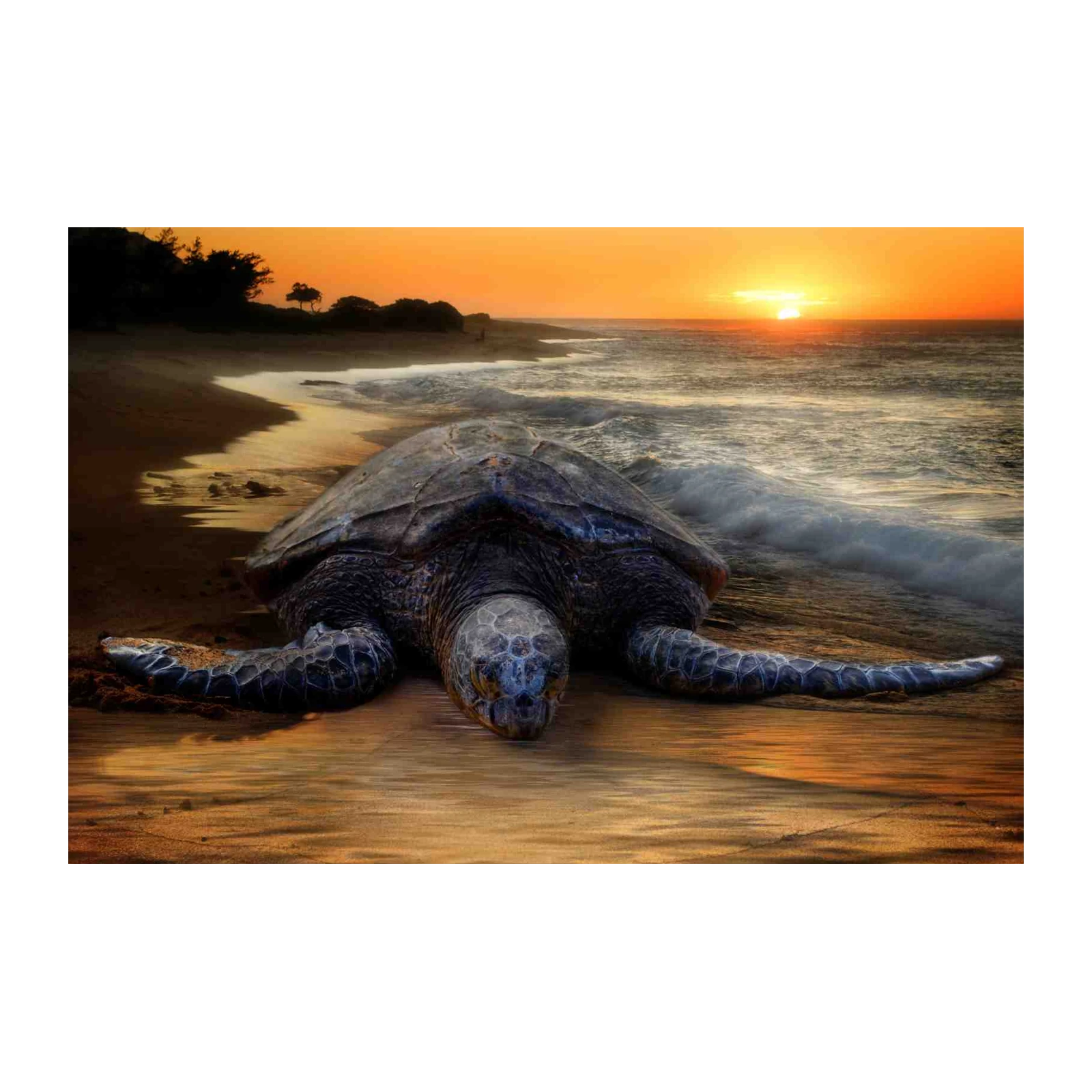Majestic Sea Turtle Sunset Wall Art