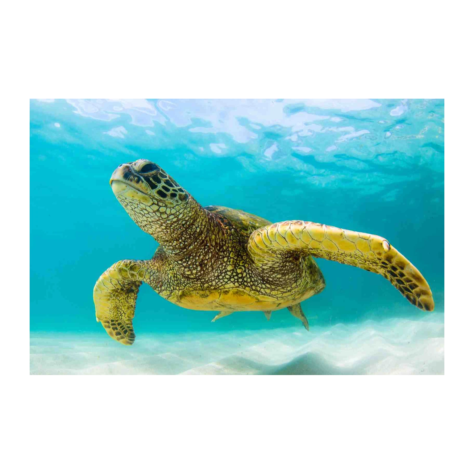 Majestic Sea Turtle Ocean Underwater Wall Art