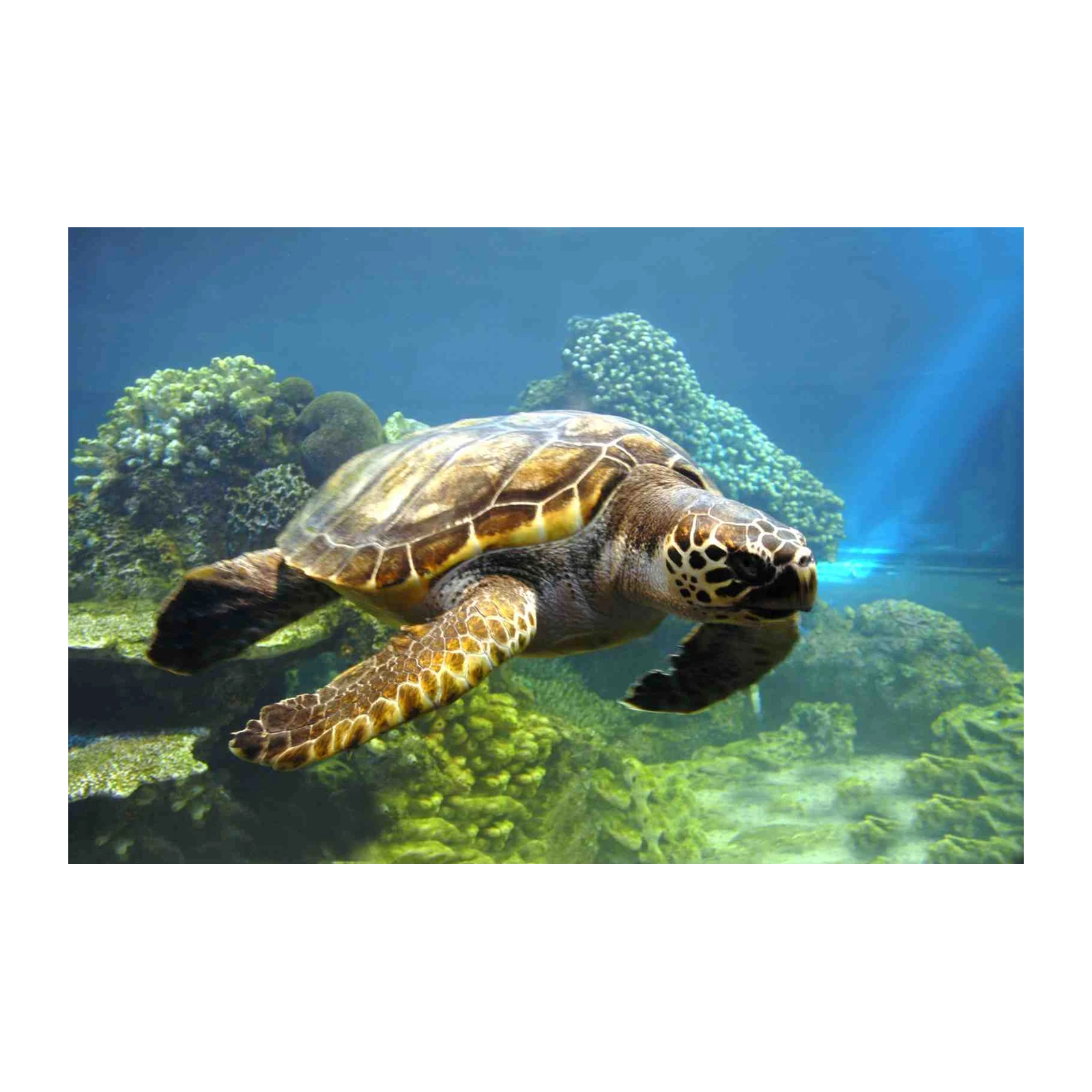 Majestic Sea Turtle Underwater Scene Wall Art