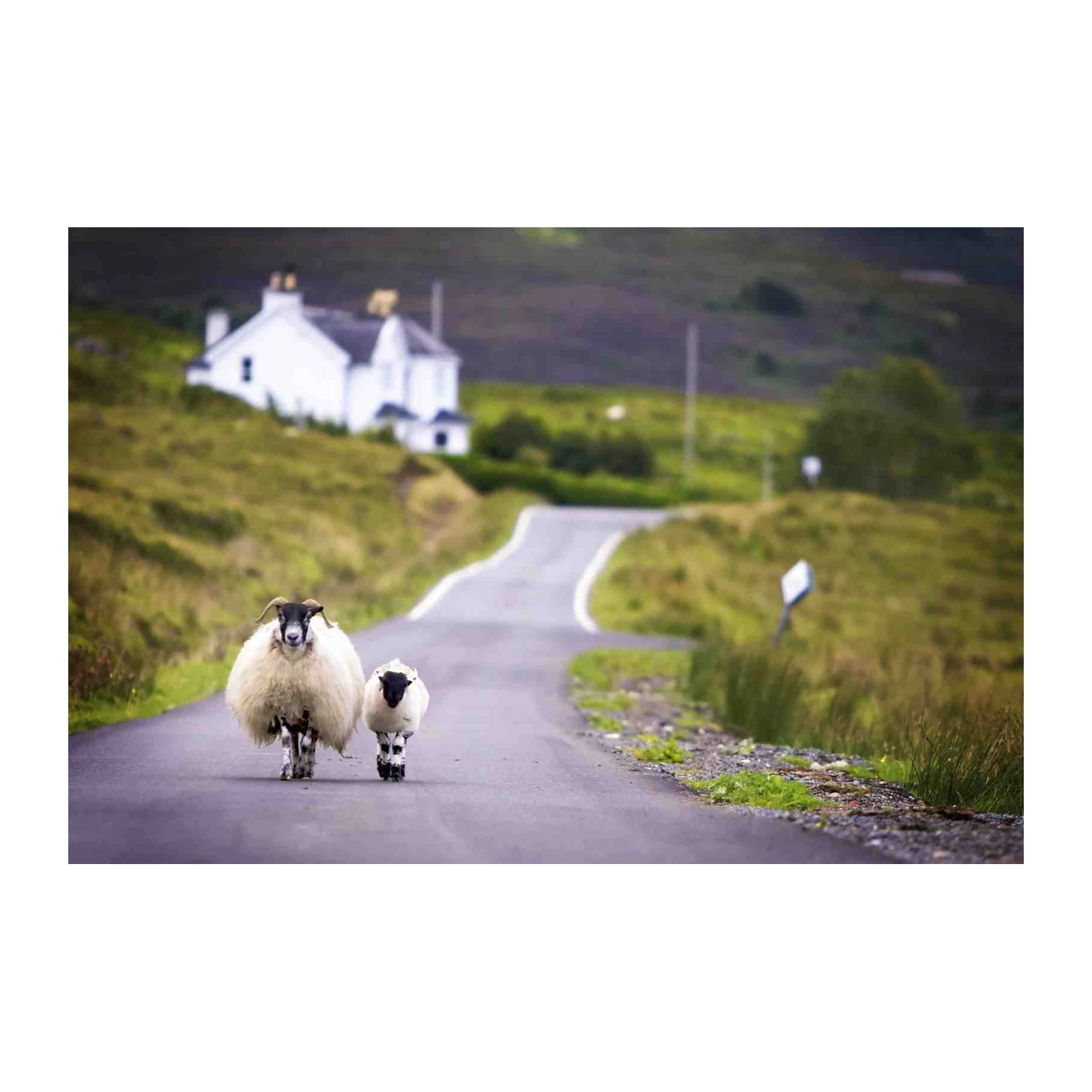 Serene Highland Sheep Road Journey Wall Art