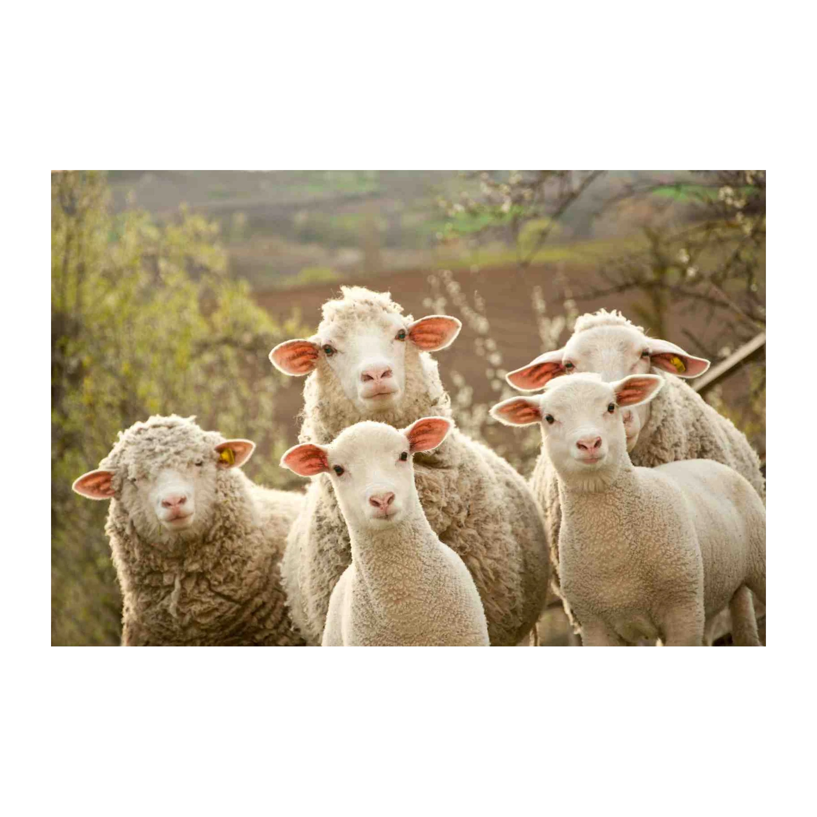 Charming Sheep Flock Nature Scene Wall Art