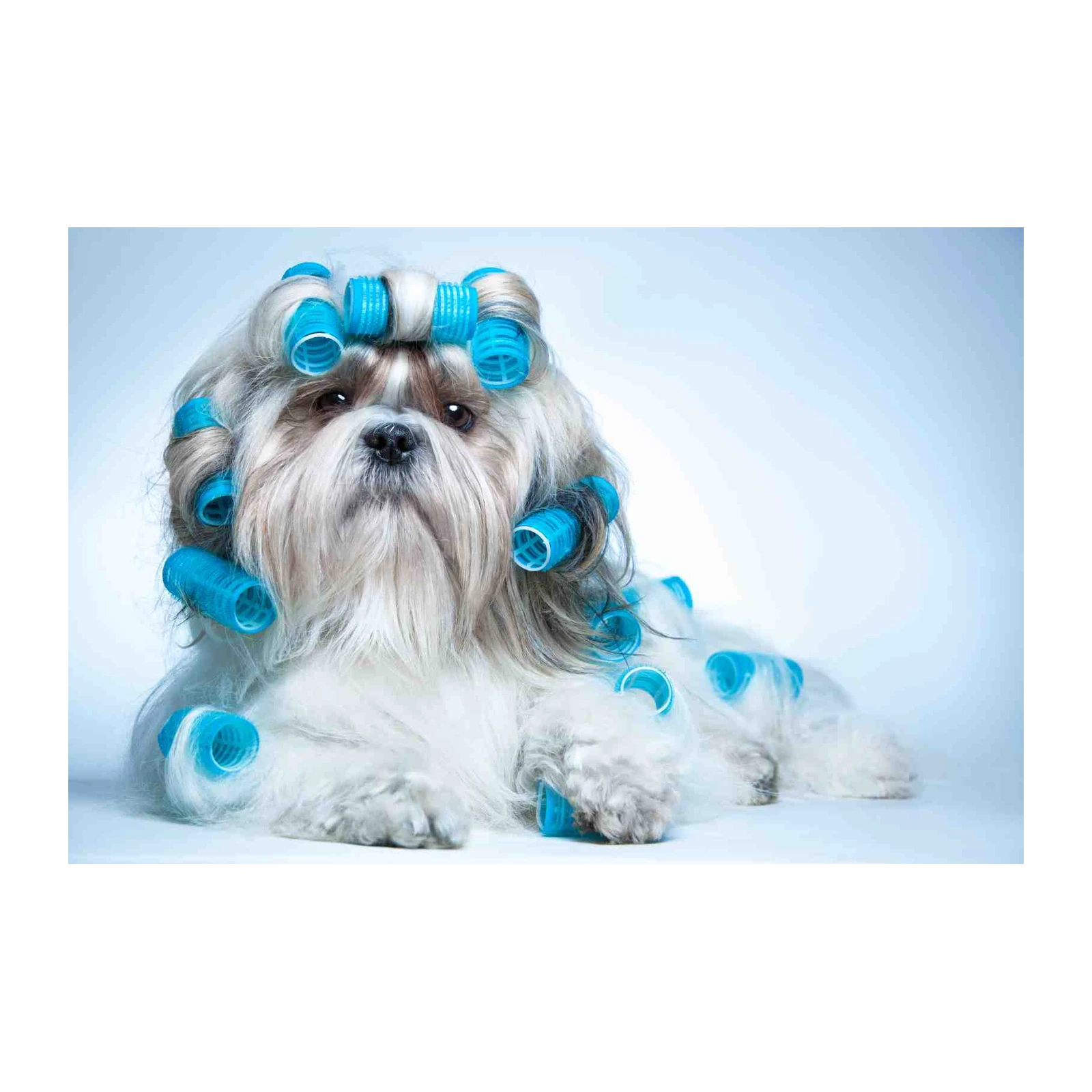 Adorable Shih Tzu Hair Rollers Wall Art