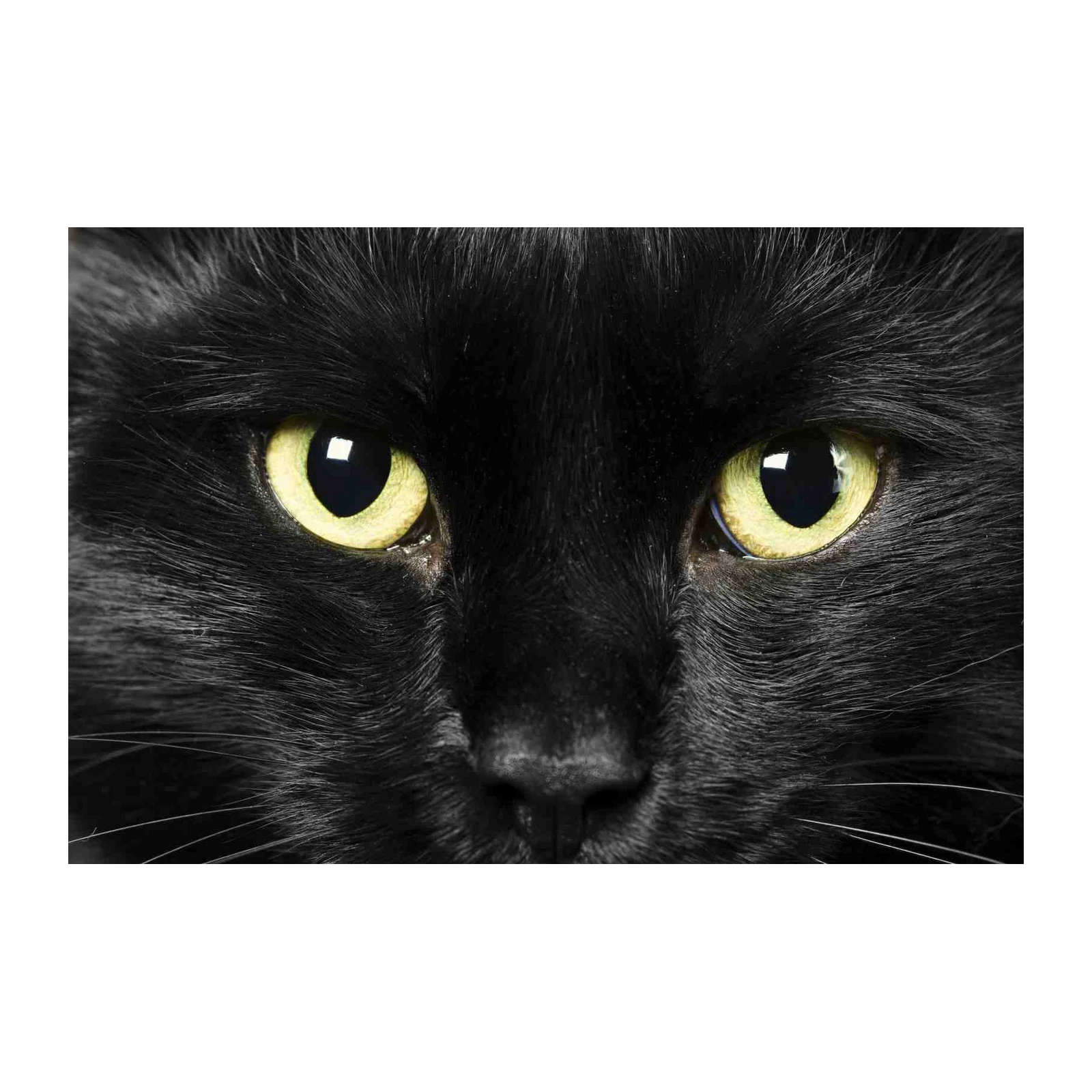 Mesmerizing Black Cat Eyes Wall Art