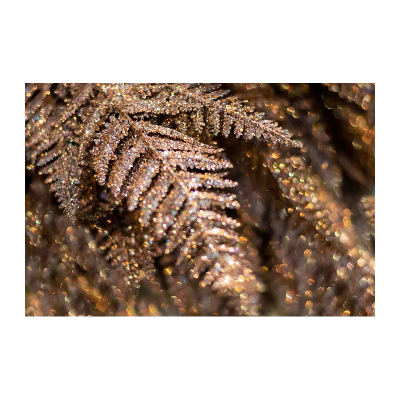 Sparkling Fern Autumn Glow Wall Art