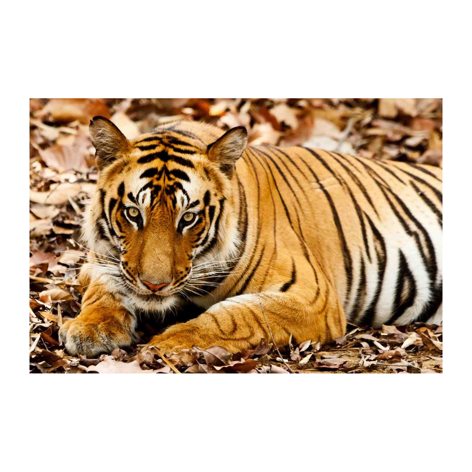 Majestic Tiger Wildlife Wall Art