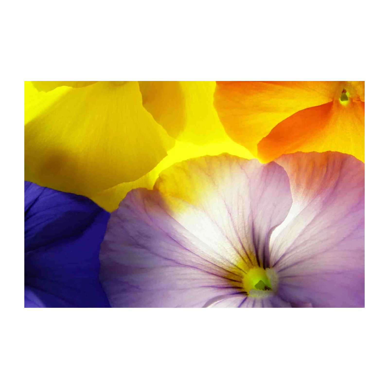 Vibrant Floral Burst Wall Art