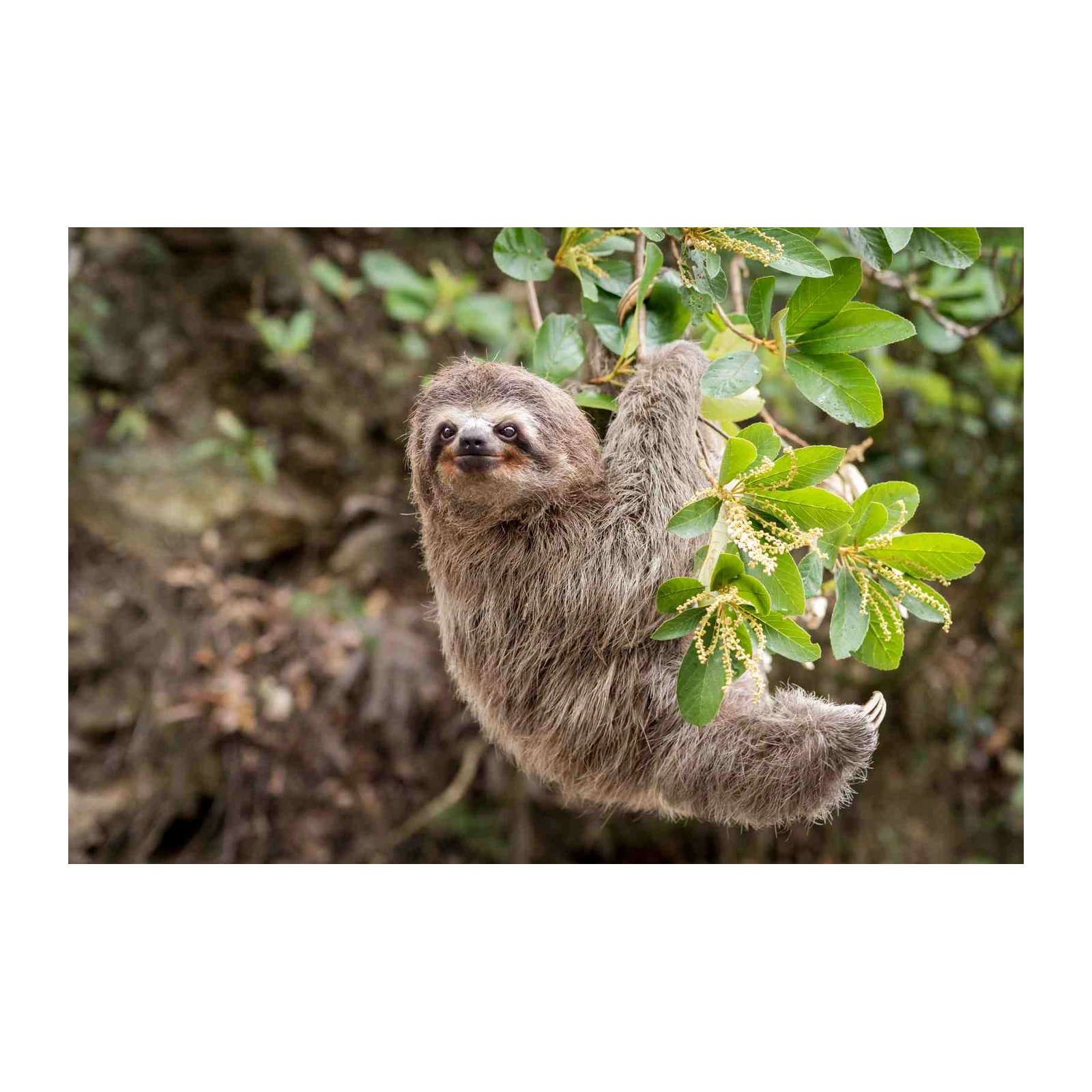 Adorable Sloth Hanging Wall Art for Nature Lovers