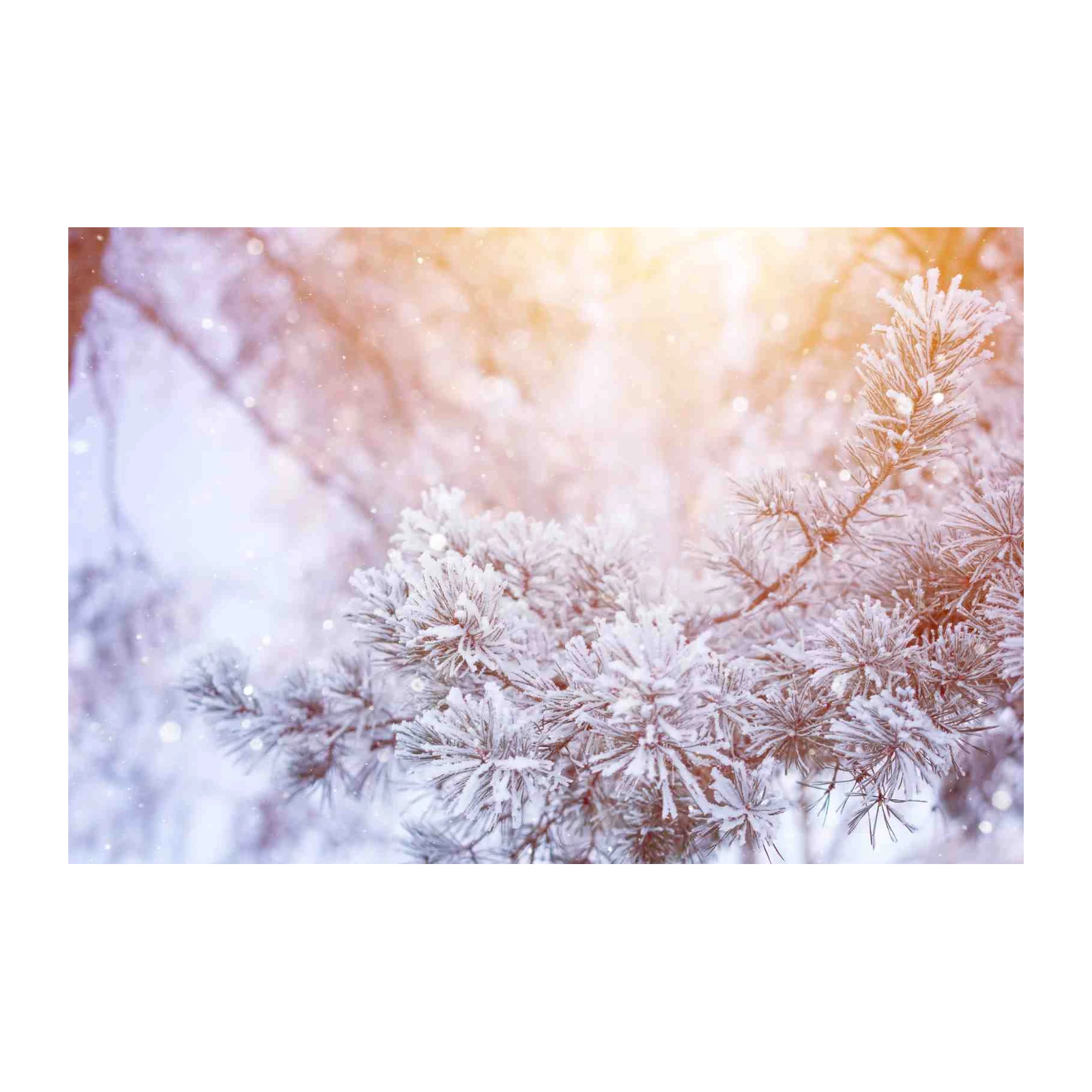 Winter Pine Snowfall Wall Art