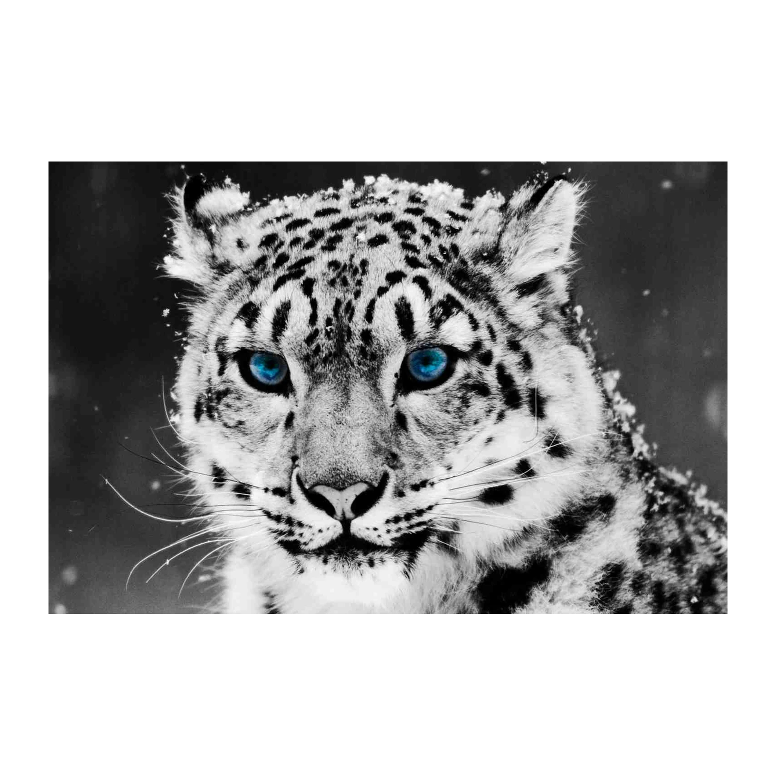 Majestic Snow Leopard Blue Eyes Wall Art
