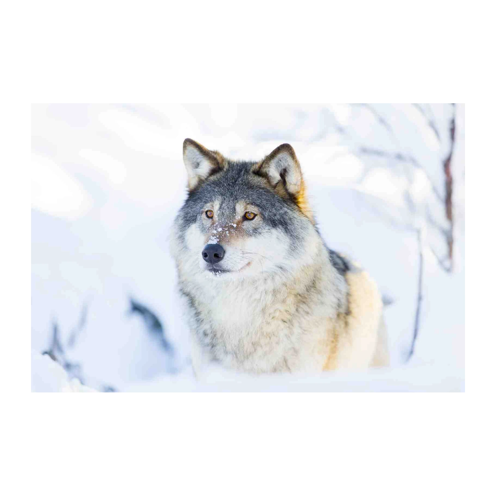 Majestic Wolf in Snowy Landscape Wall Art