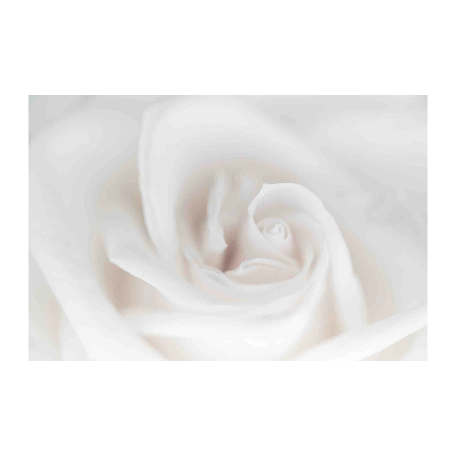 Soft White Rose Macro Wall Art for Elegant Homes