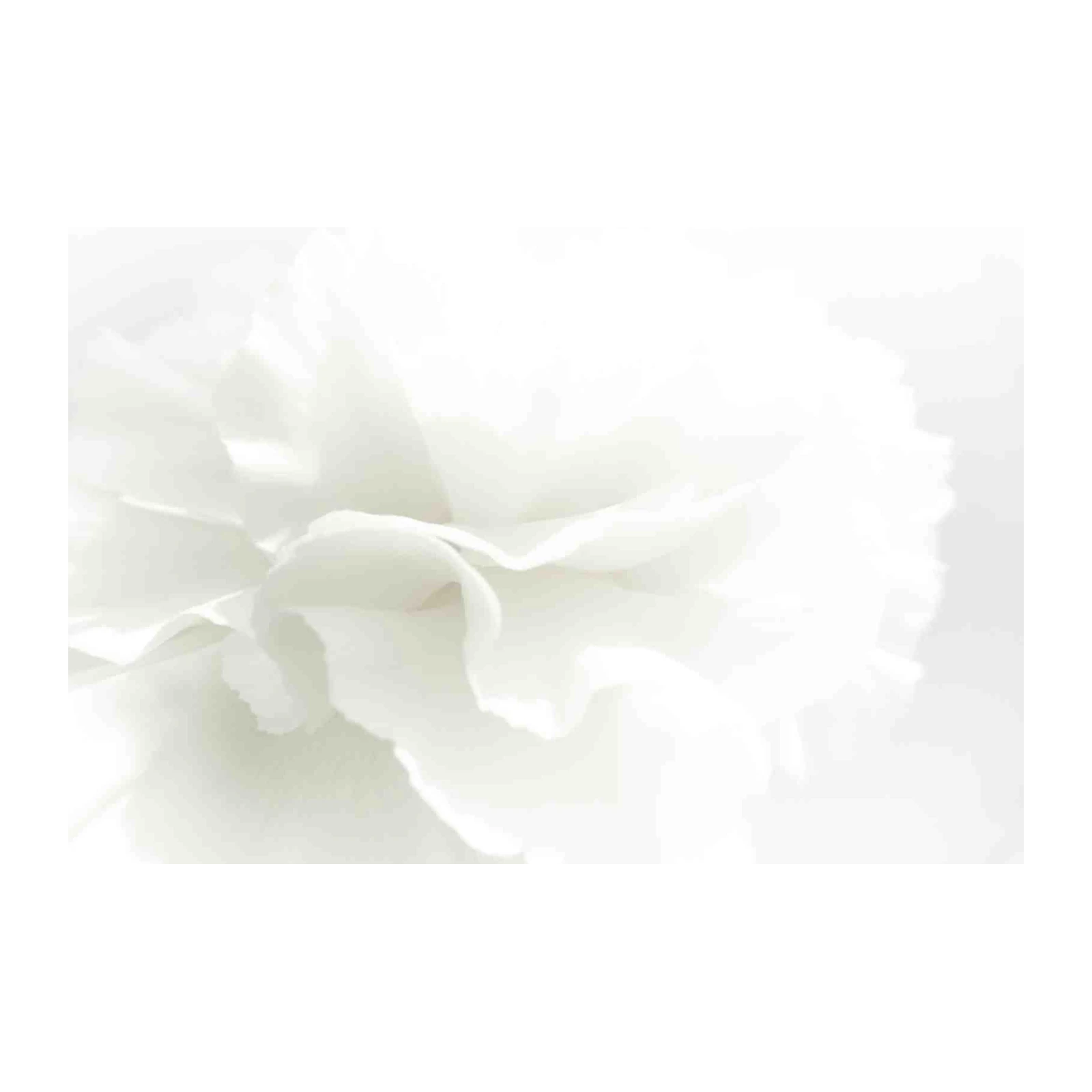 Minimalist White Flower Blossom Wall Art